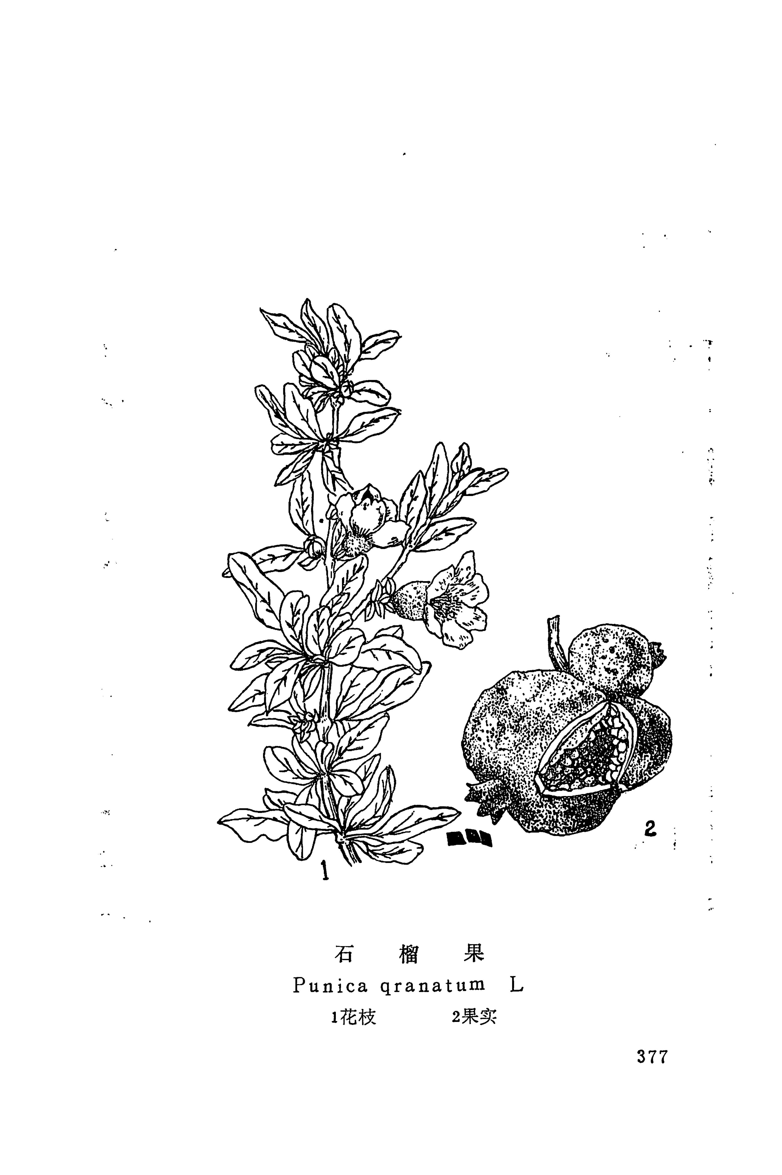 湘西苗药汇编_395.jpg