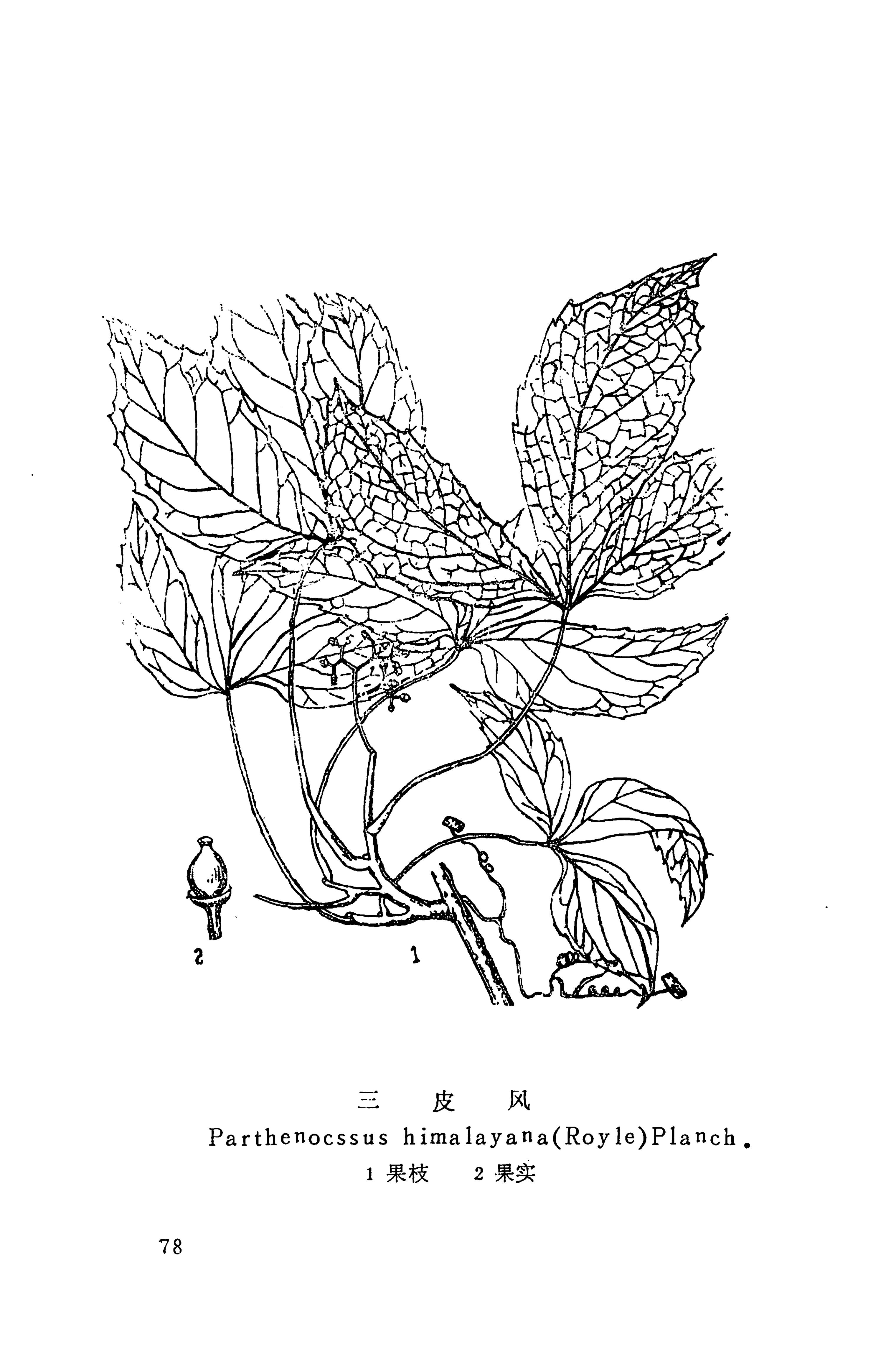 湘西苗药汇编_96.jpg