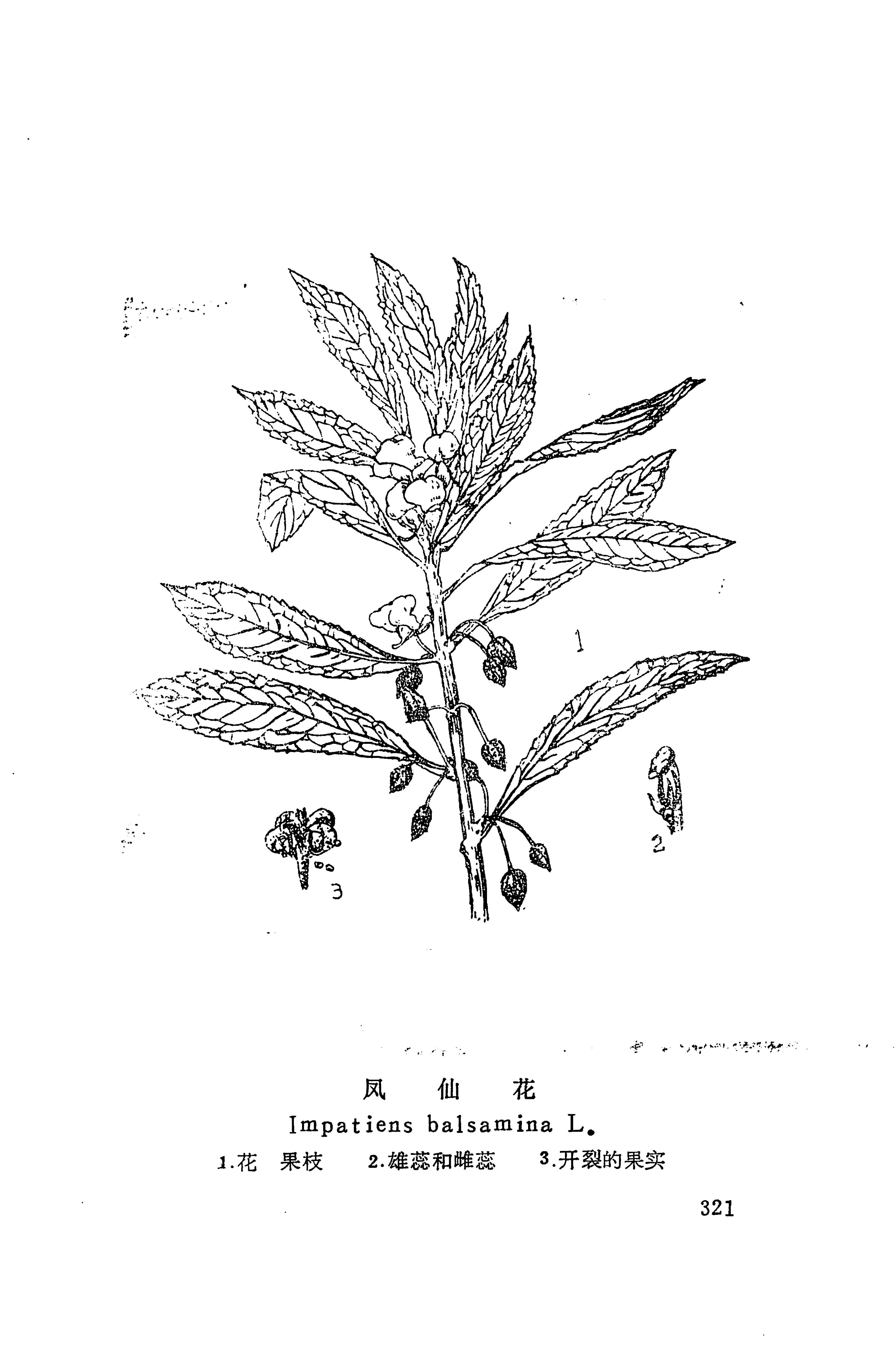 湘西苗药汇编_339.jpg