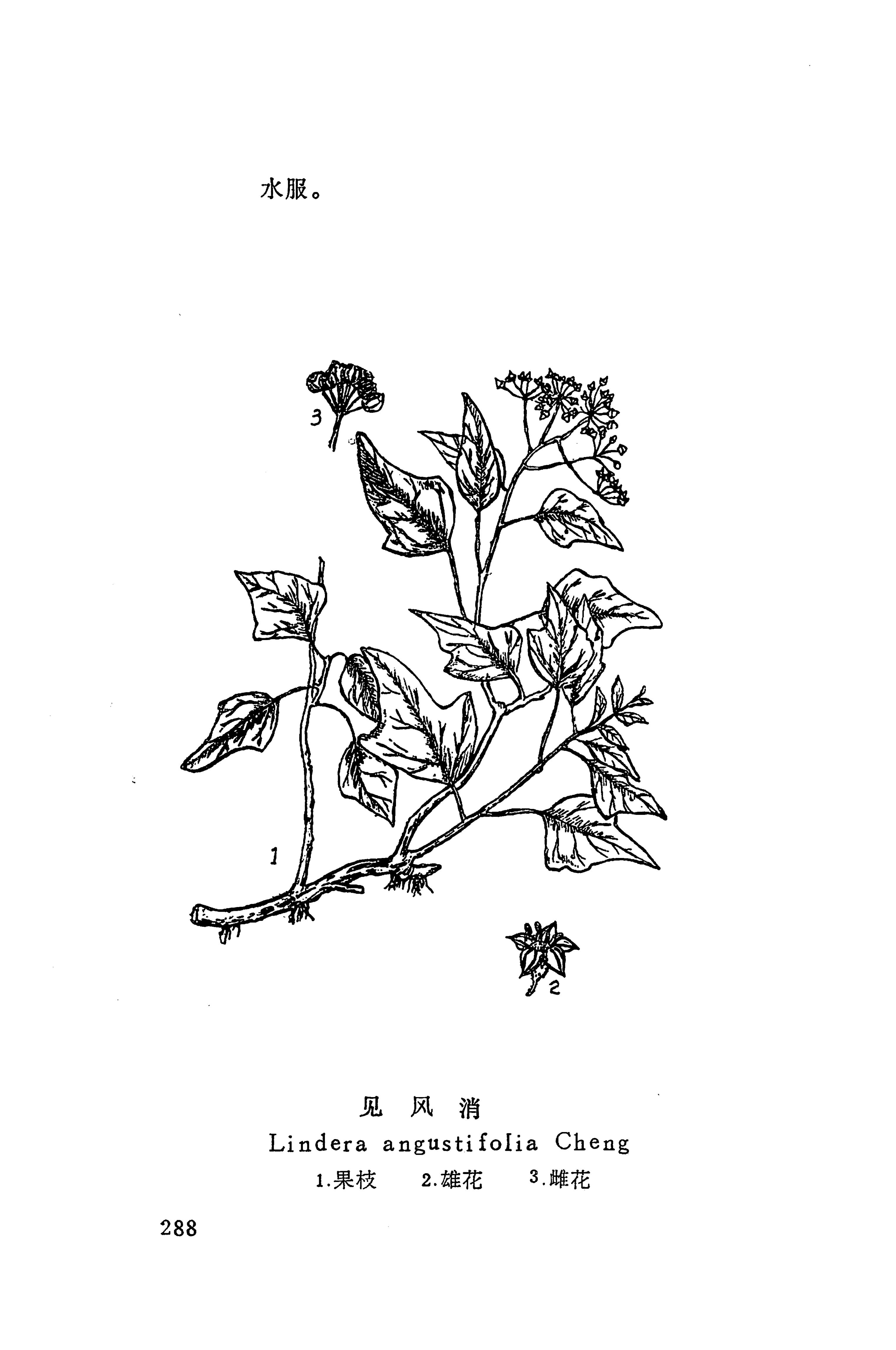 湘西苗药汇编_223.jpg