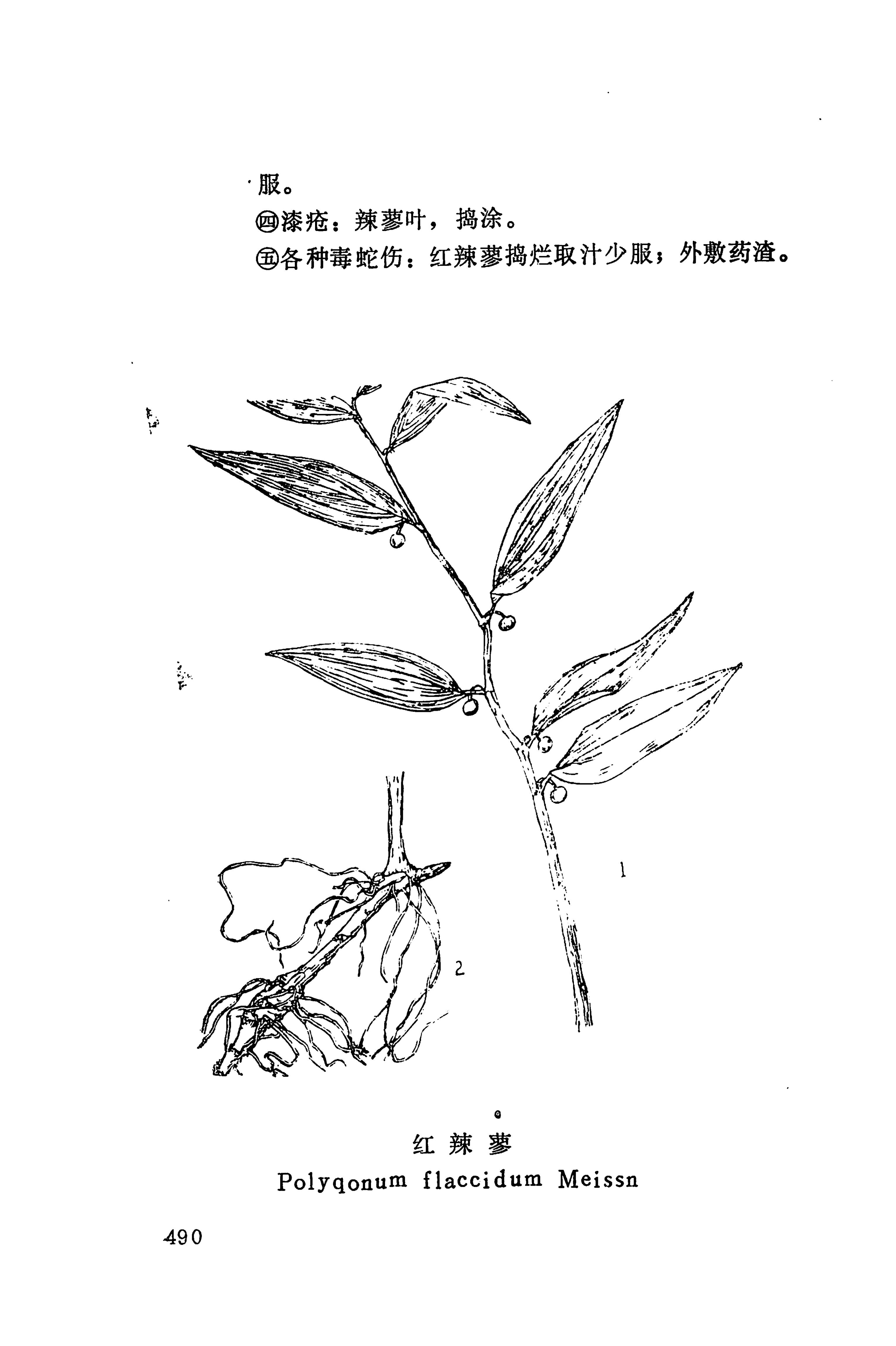 湘西苗药汇编_508.jpg