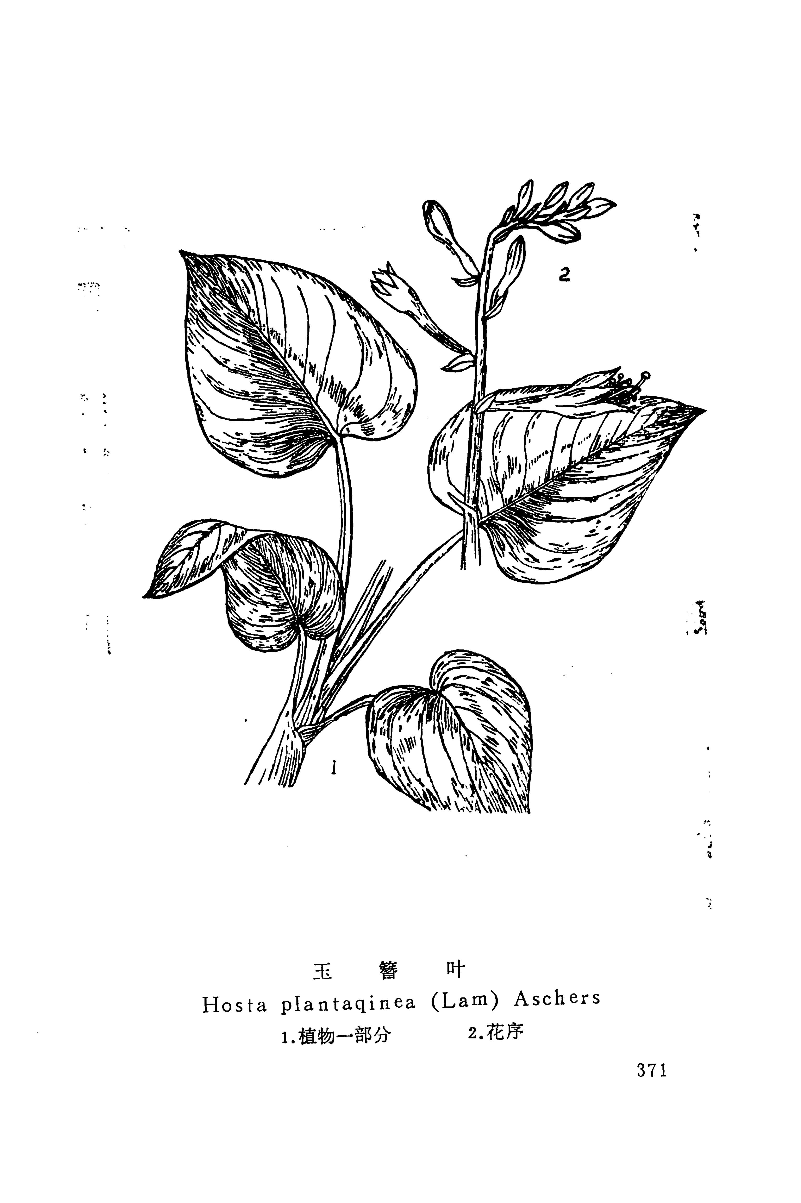 湘西苗药汇编_389.jpg
