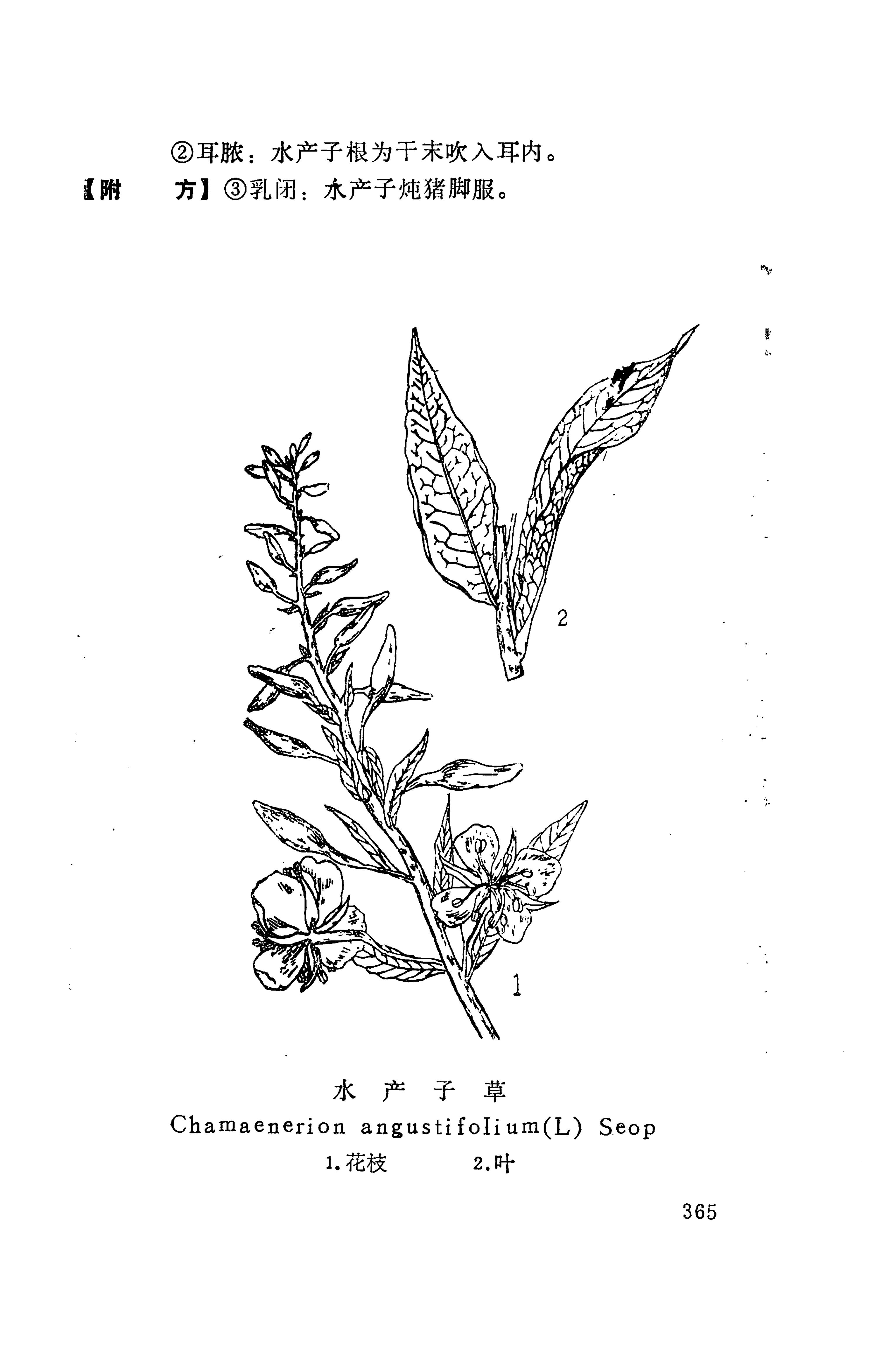 湘西苗药汇编_383.jpg