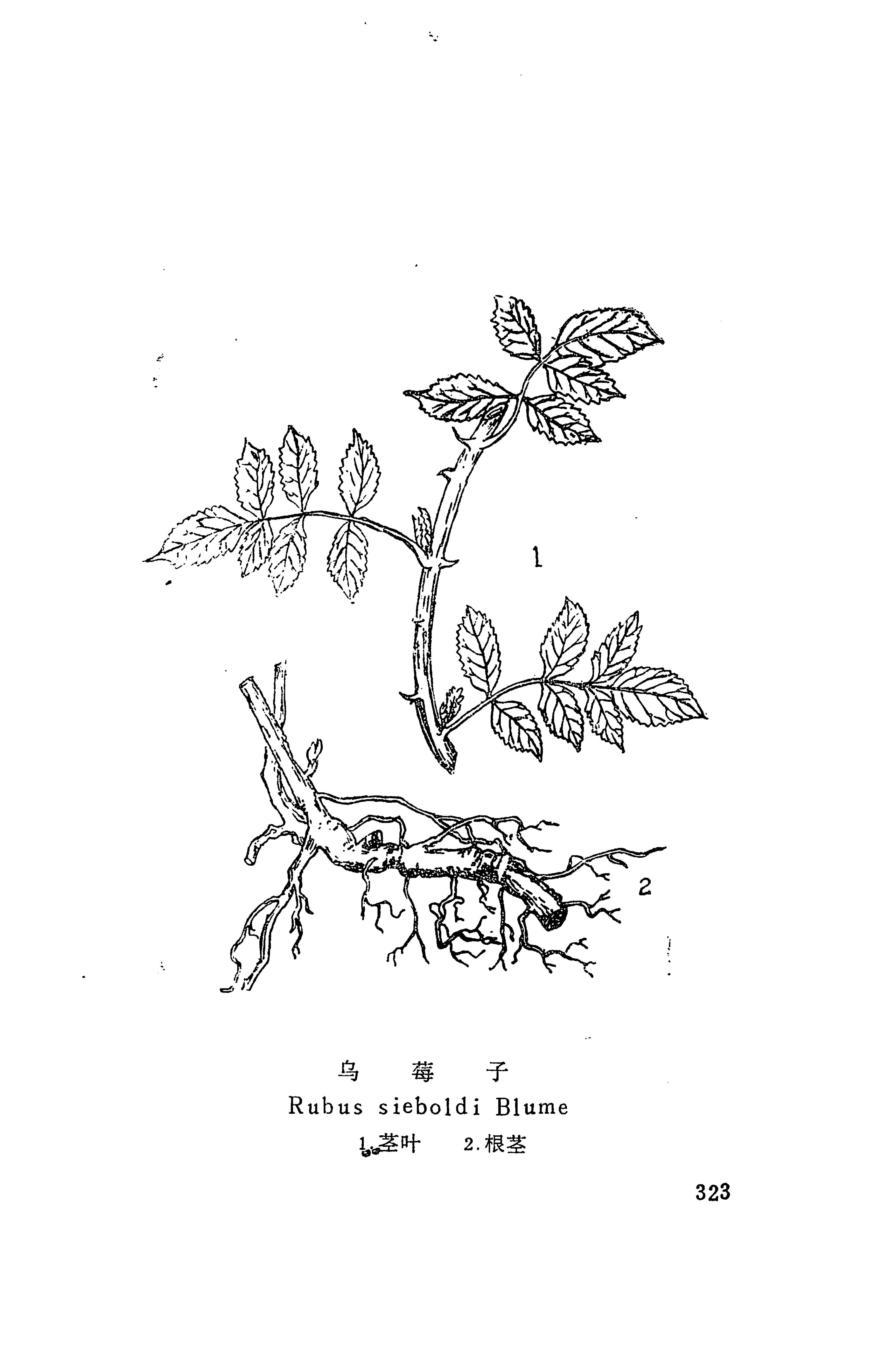 湘西苗药汇编_341.jpg