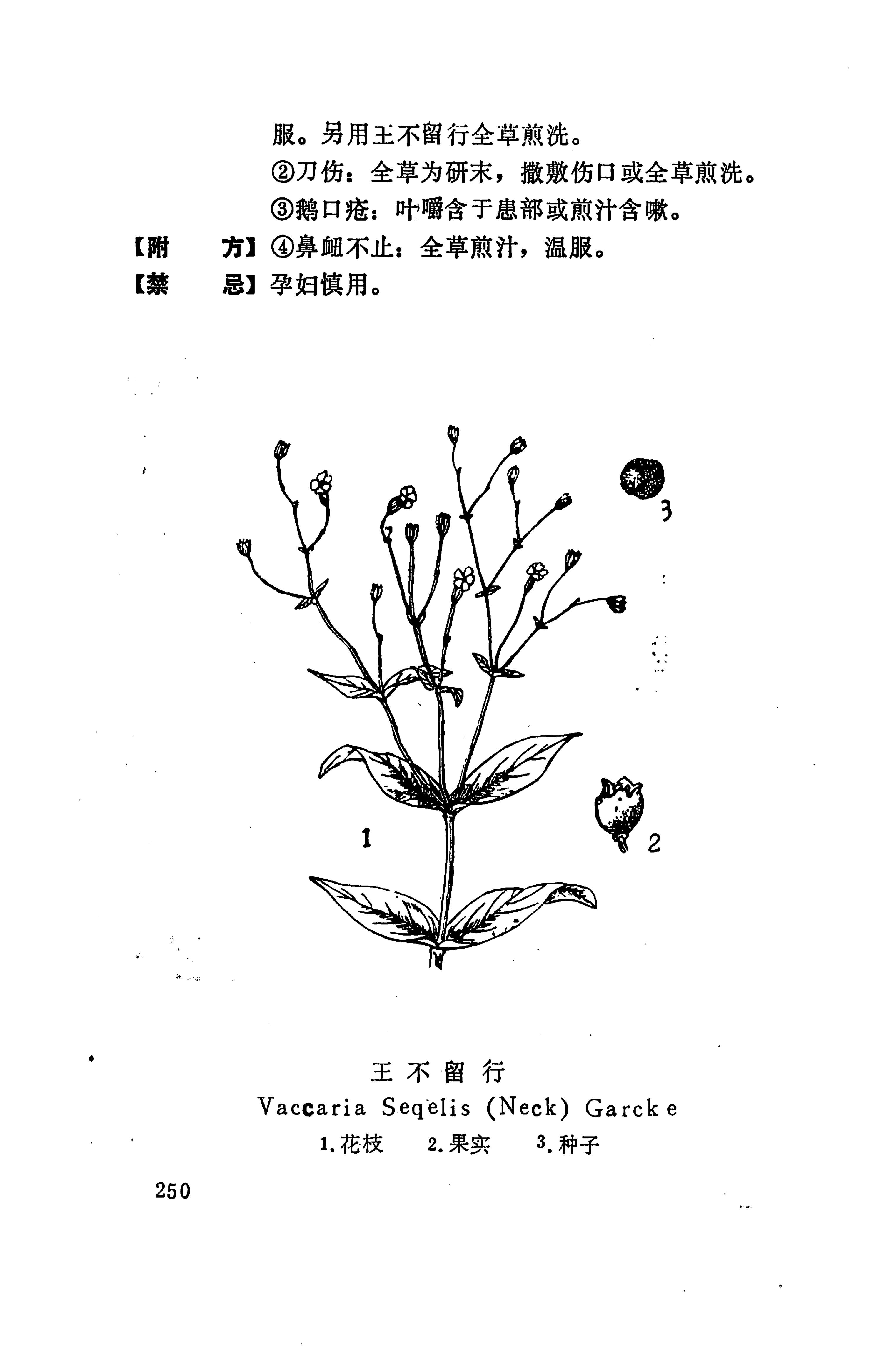 湘西苗药汇编_261.jpg