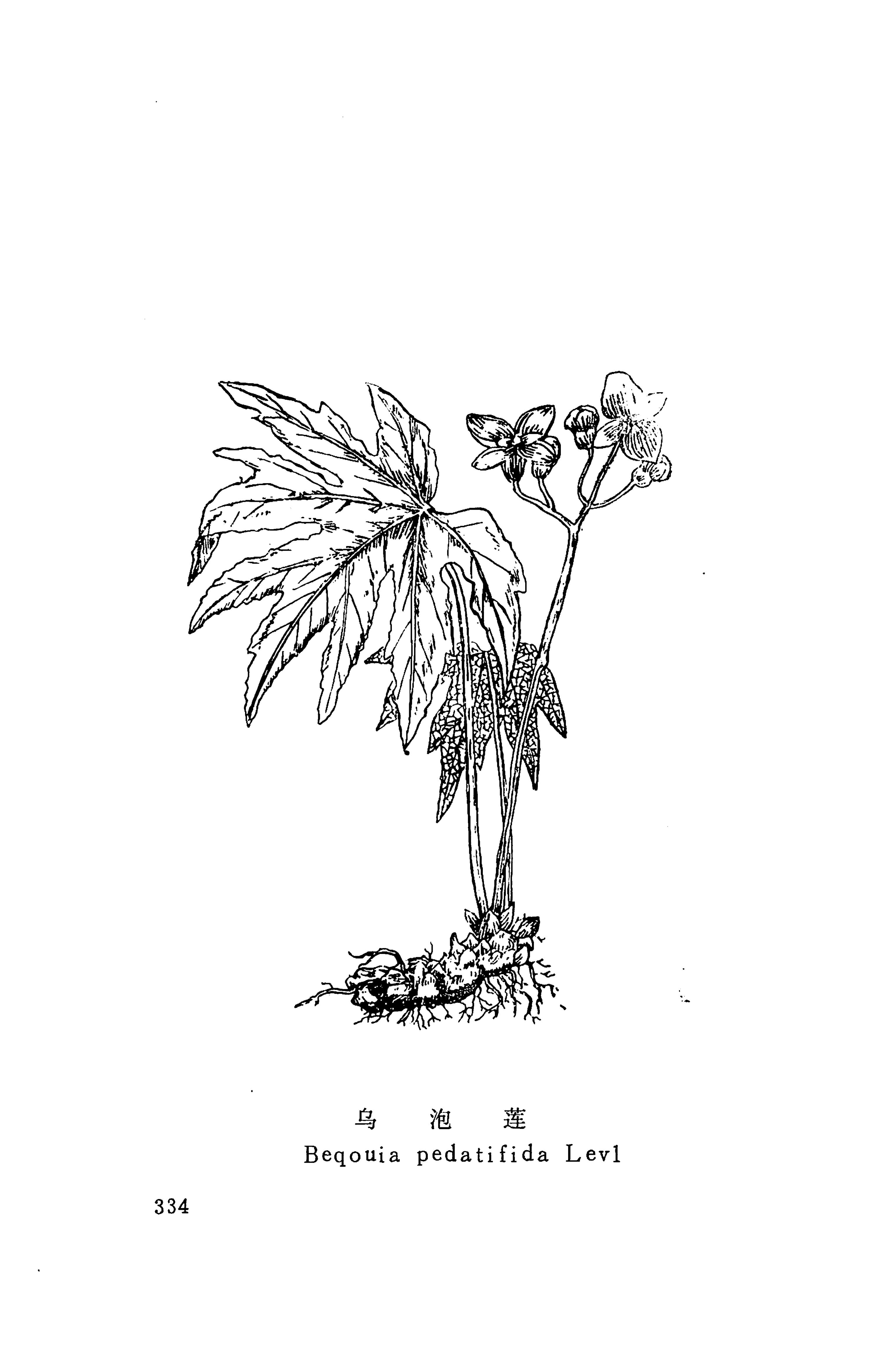 湘西苗药汇编_352.jpg