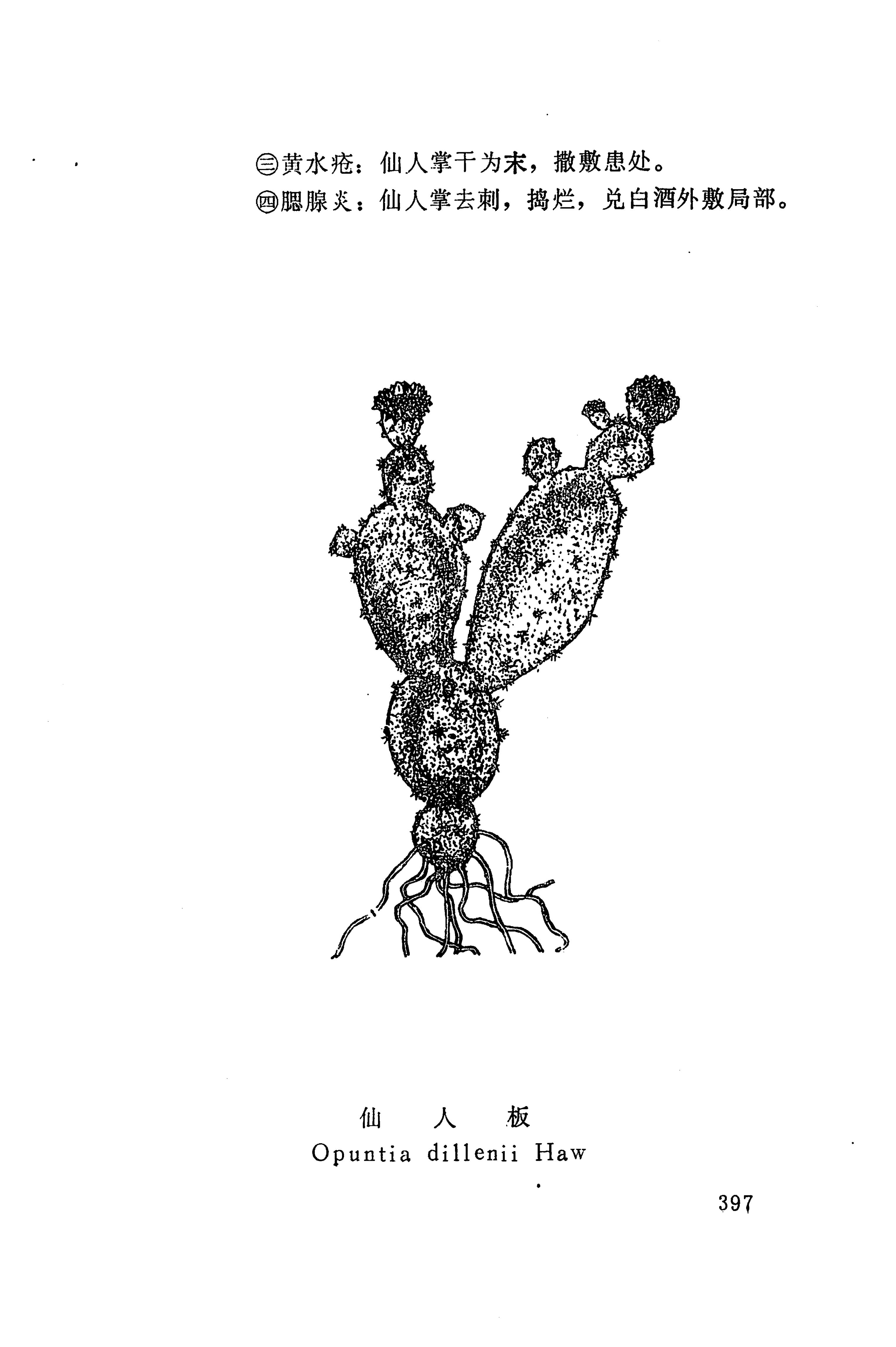 湘西苗药汇编_415.jpg