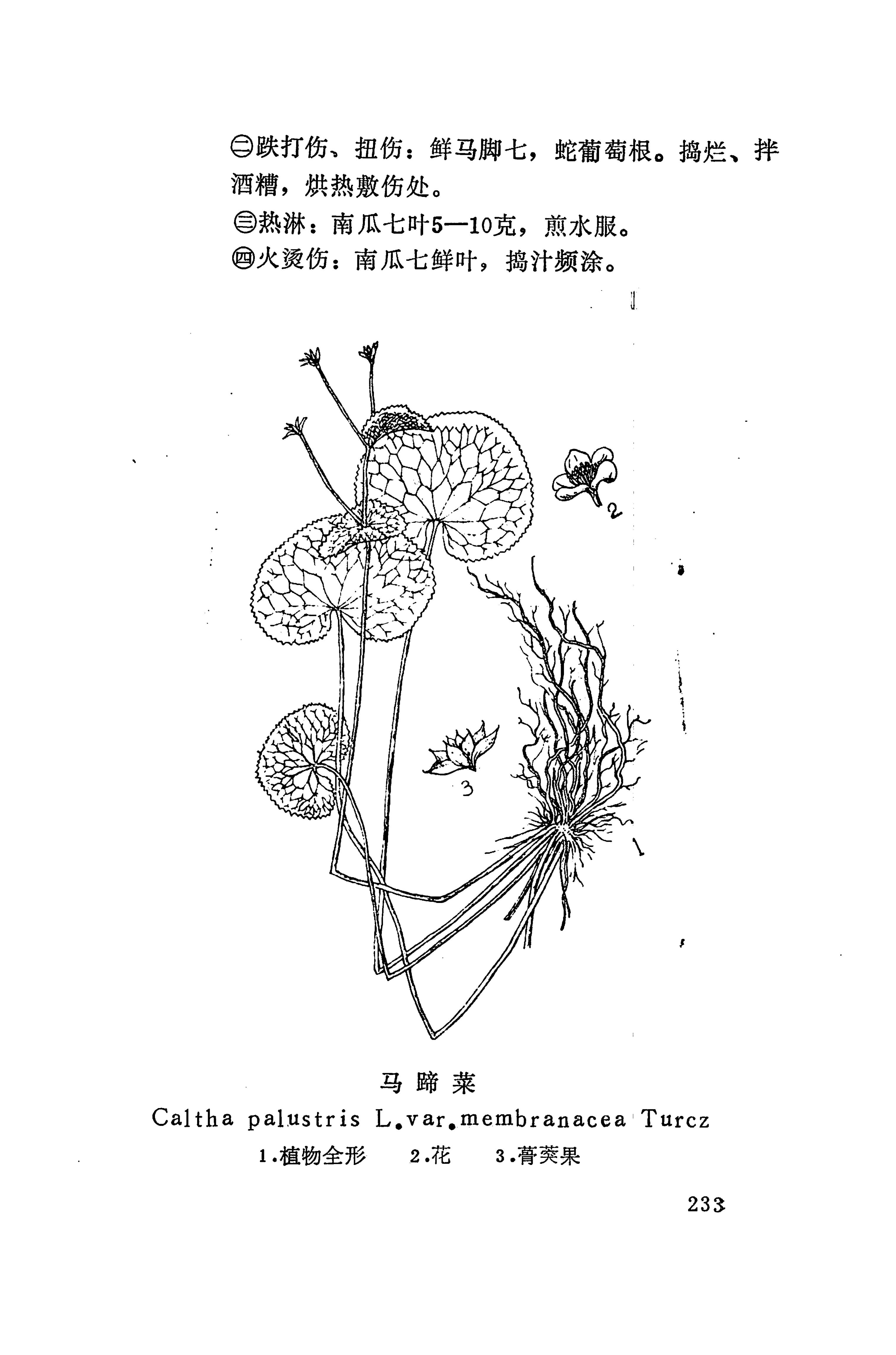 湘西苗药汇编_278.jpg