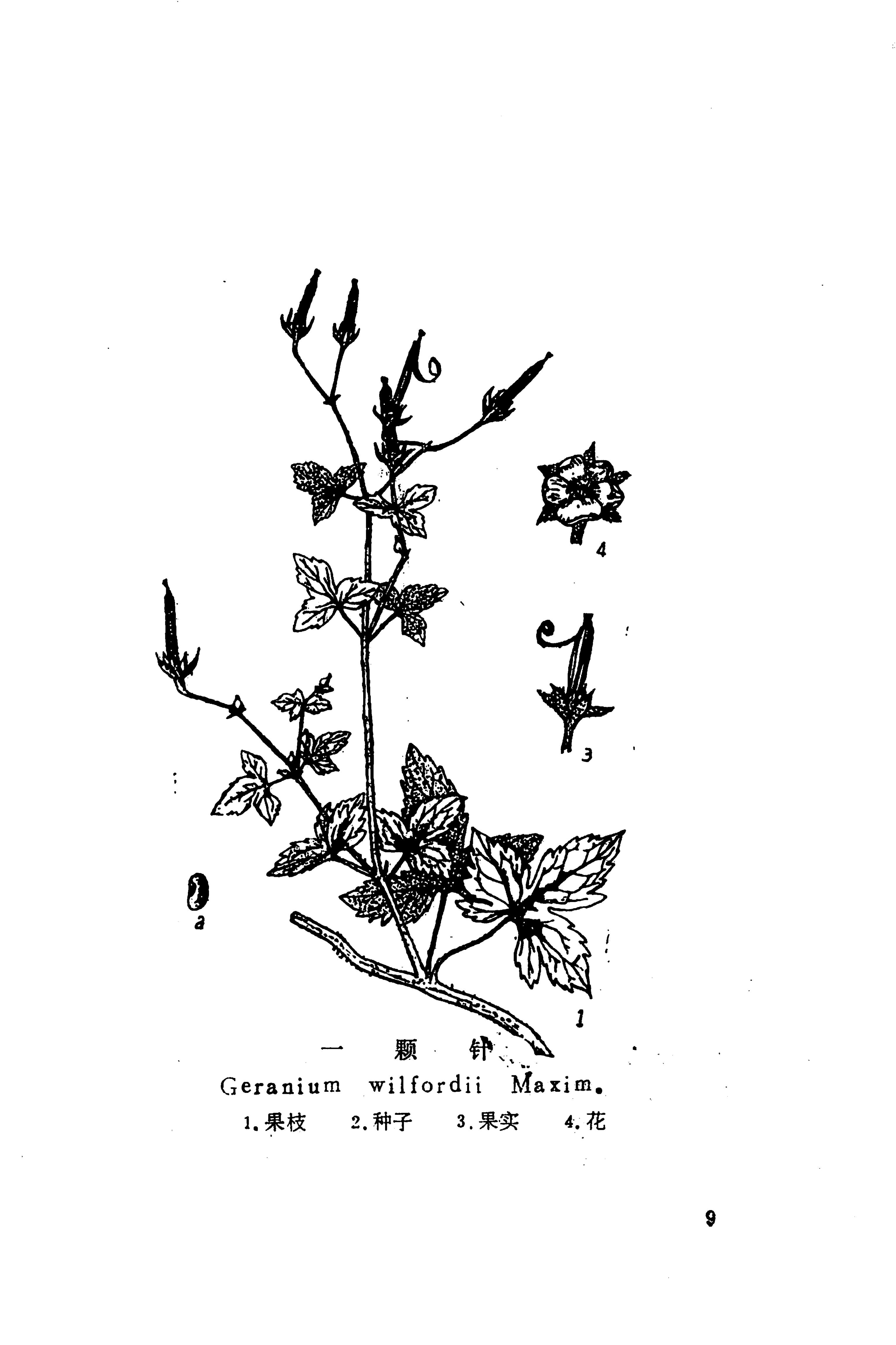 湘西苗药汇编_27.jpg