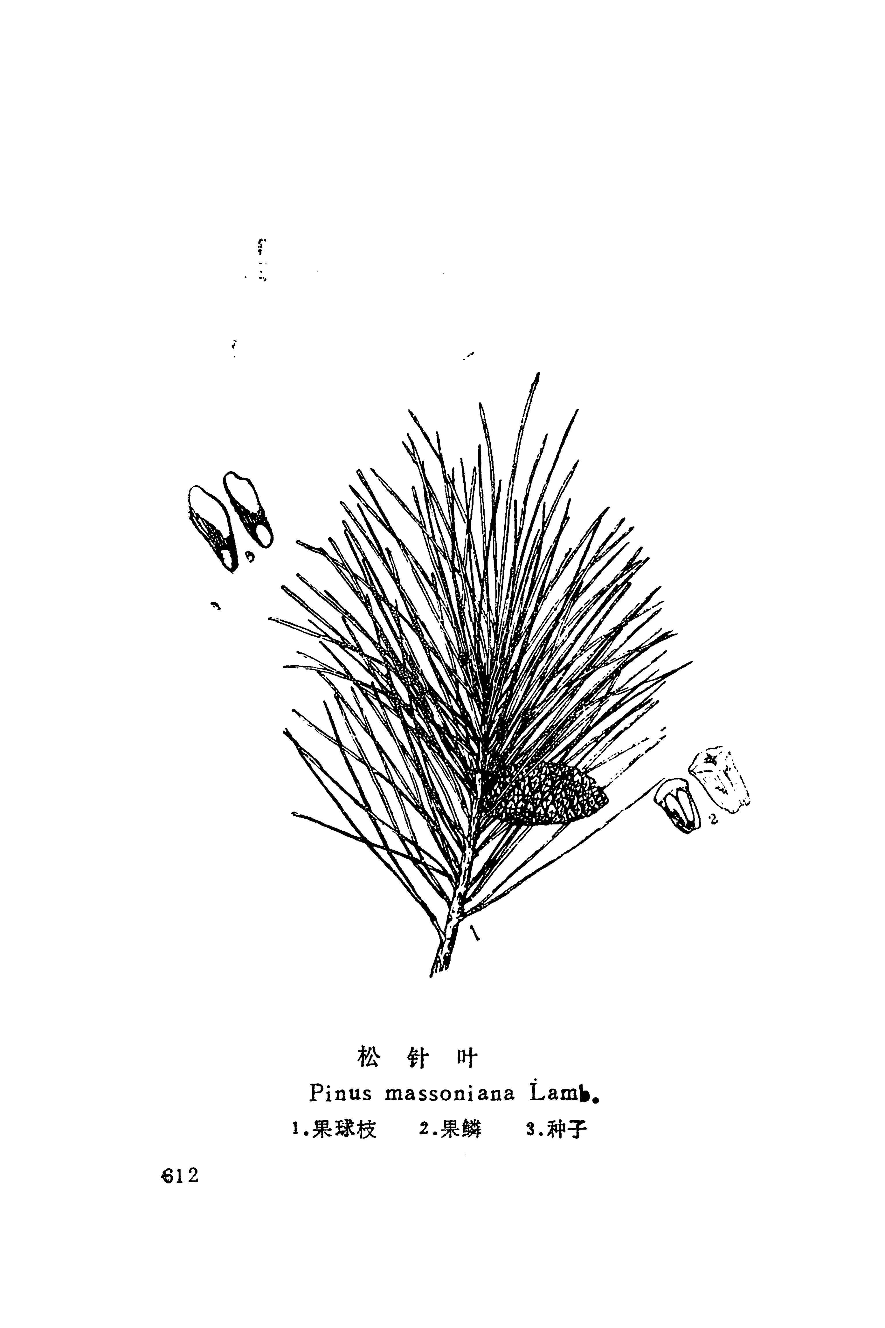 湘西苗药汇编_630.jpg