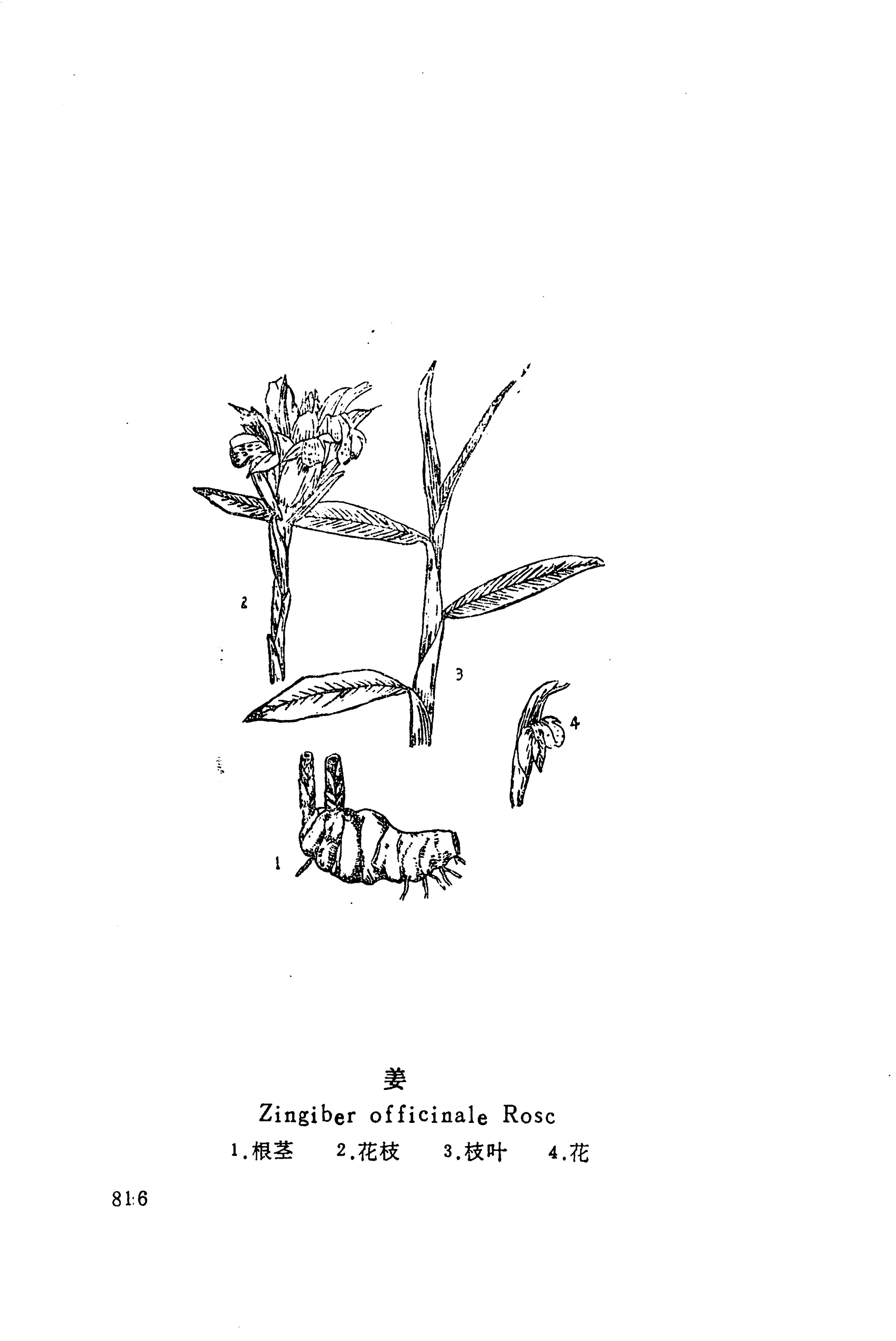 湘西苗药汇编_834.jpg