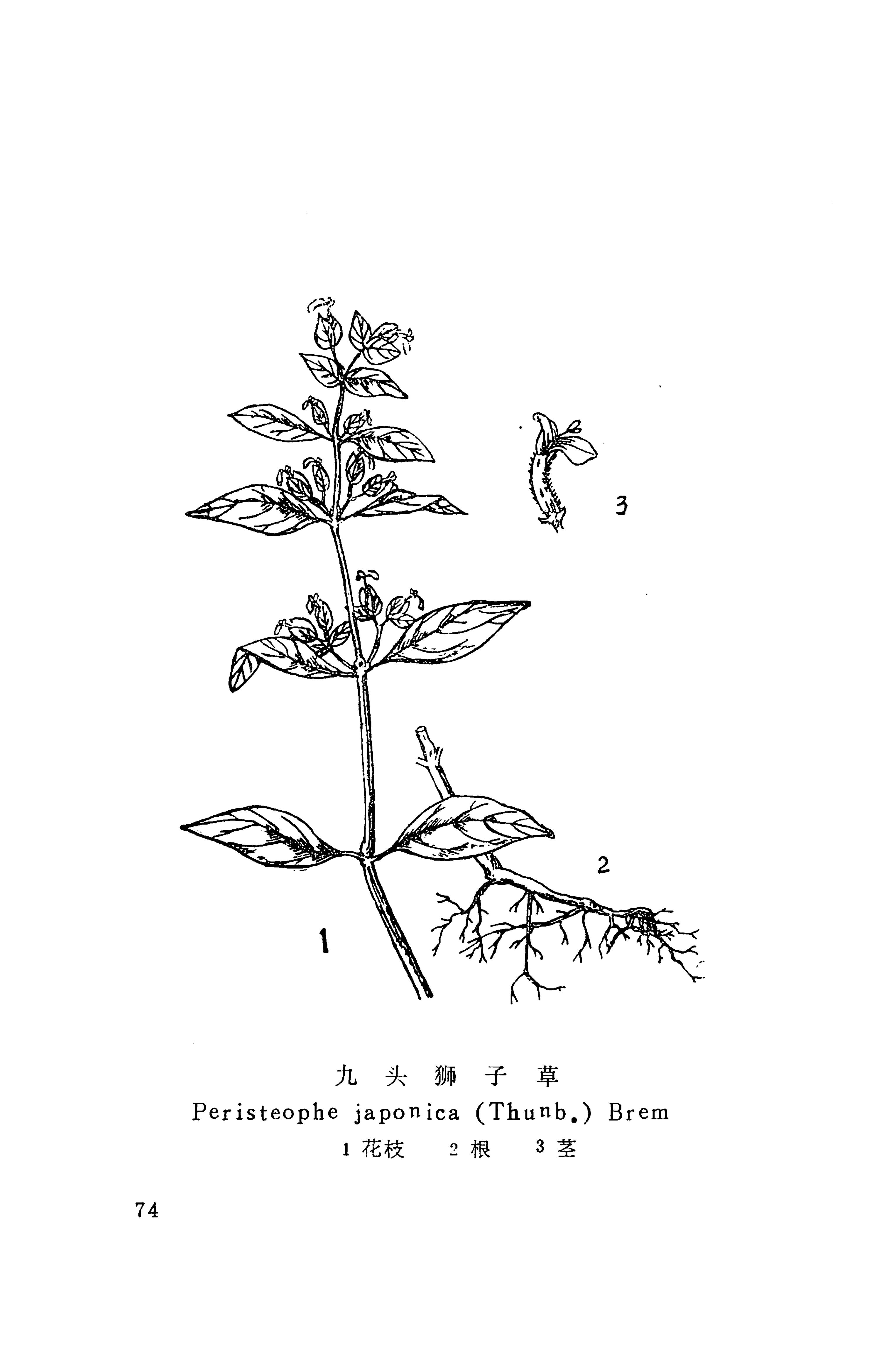 湘西苗药汇编_92.jpg