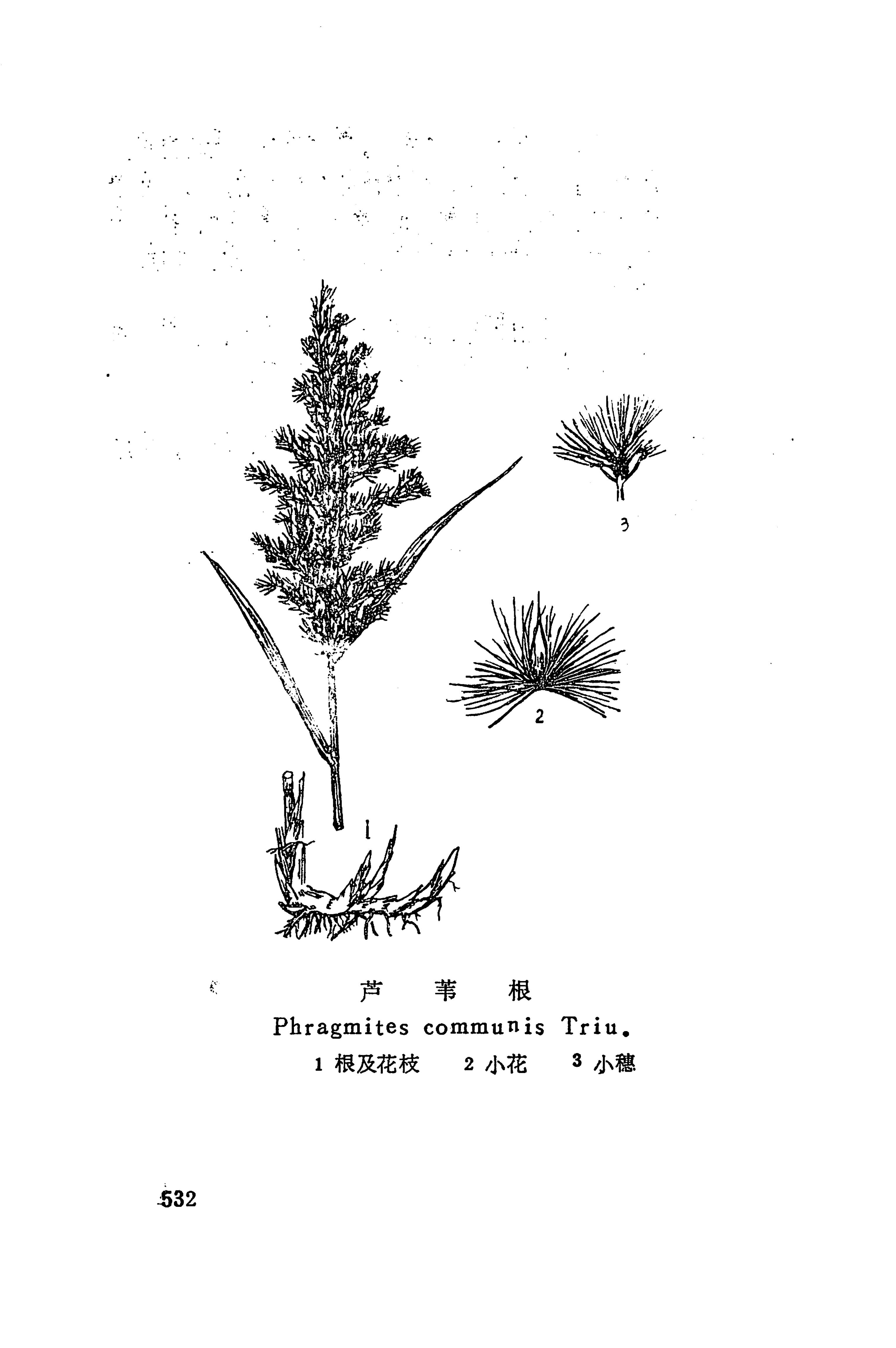 湘西苗药汇编_550.jpg