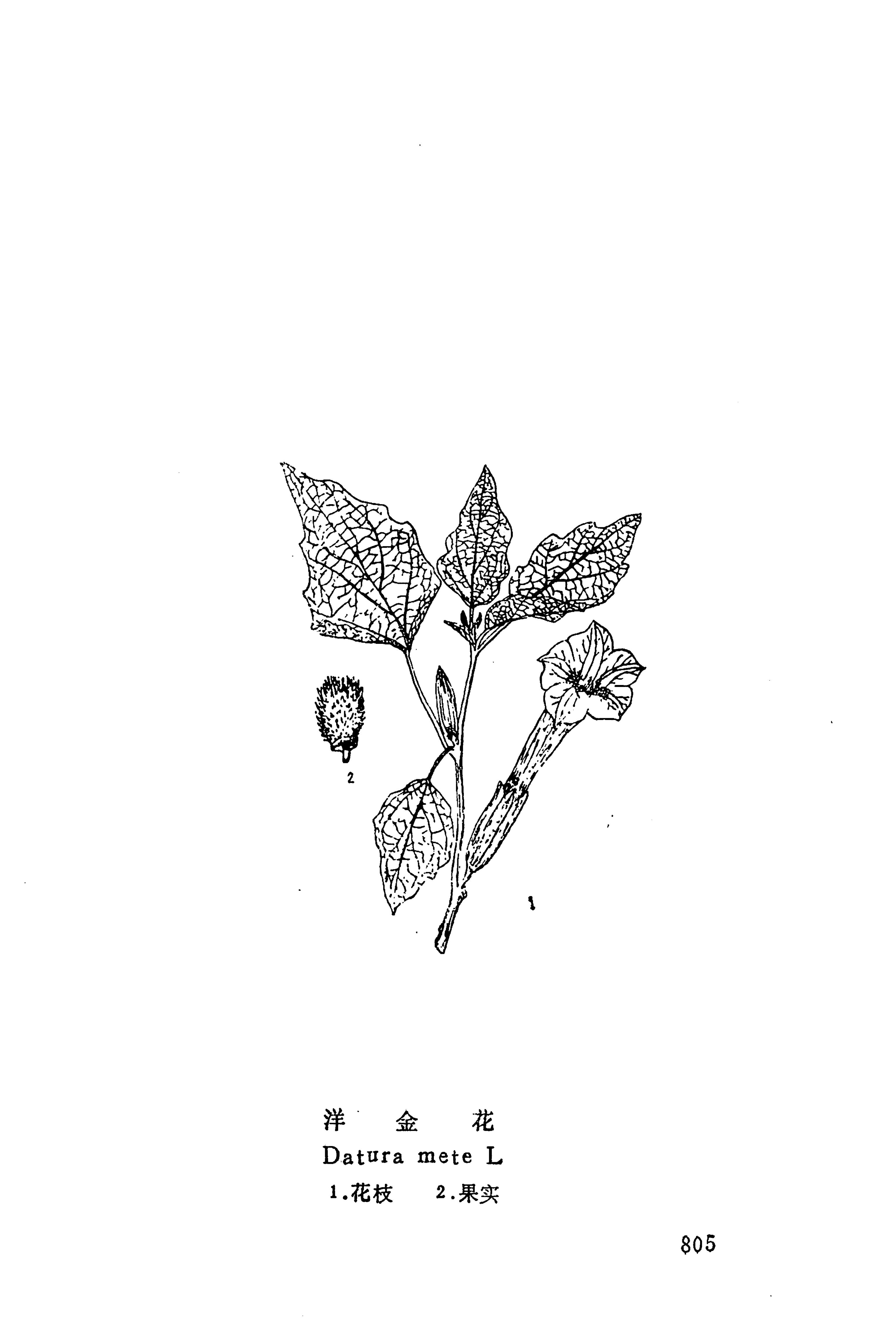 湘西苗药汇编_823.jpg