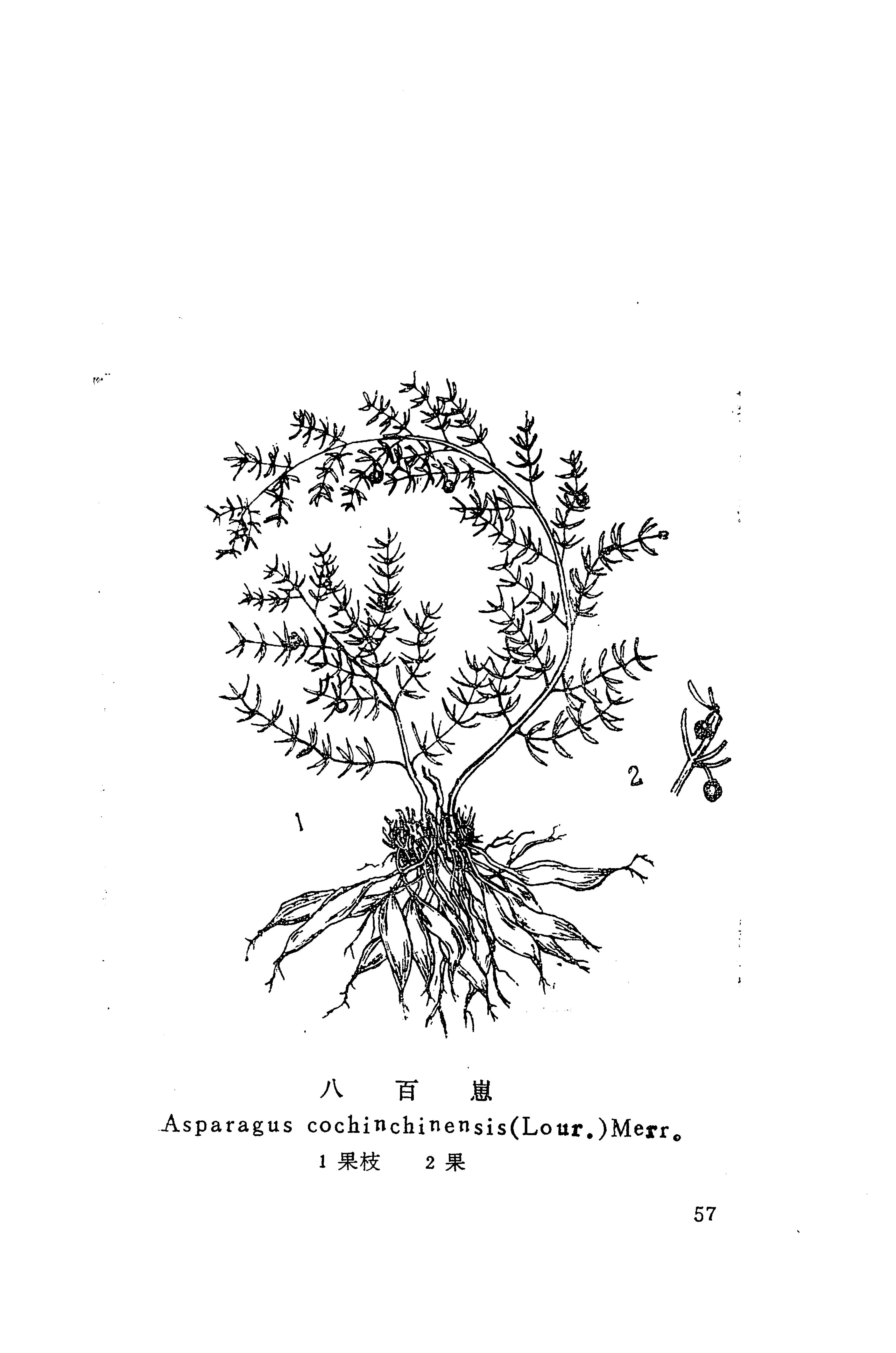 湘西苗药汇编_75.jpg