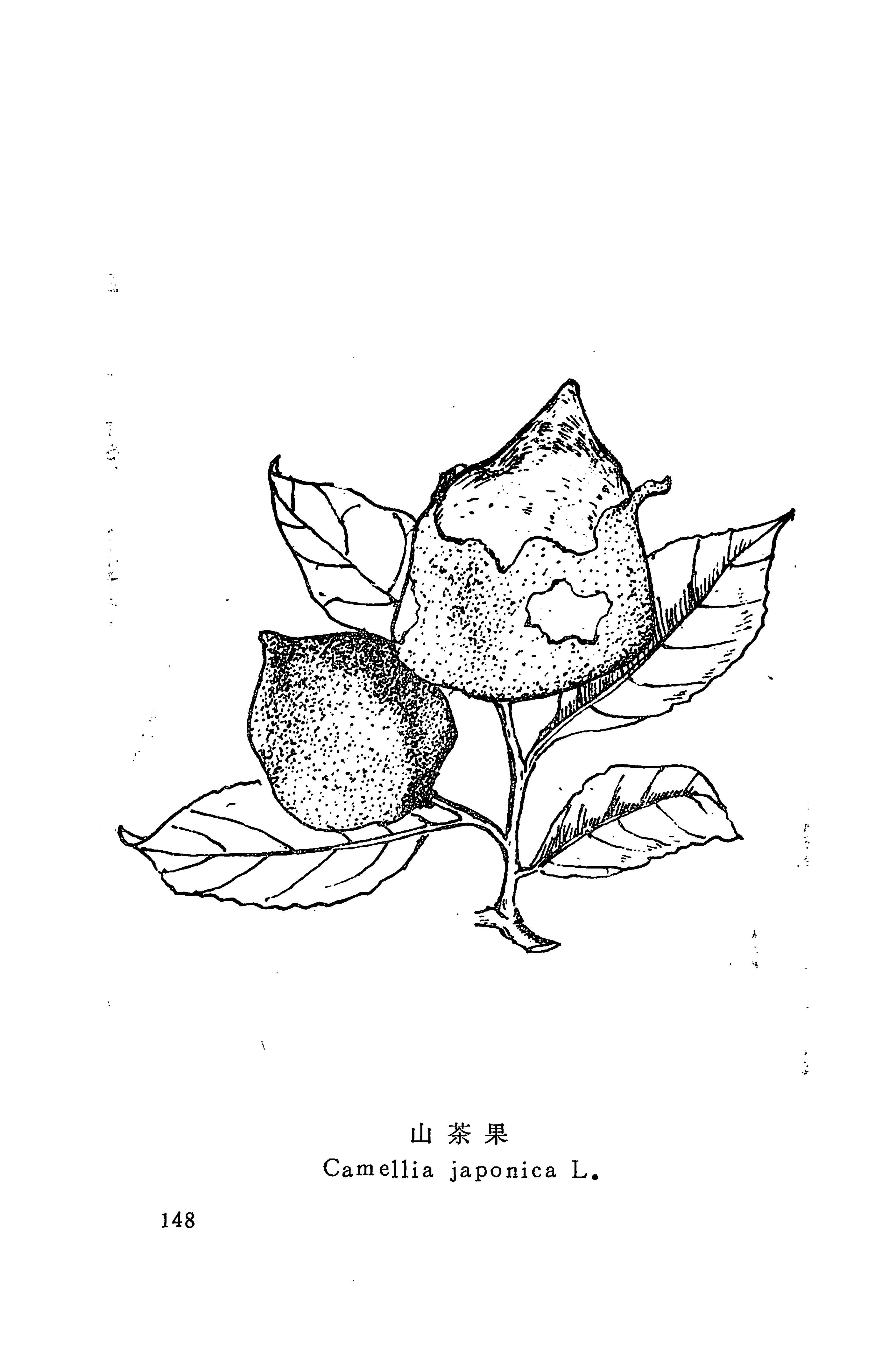 湘西苗药汇编_166.jpg