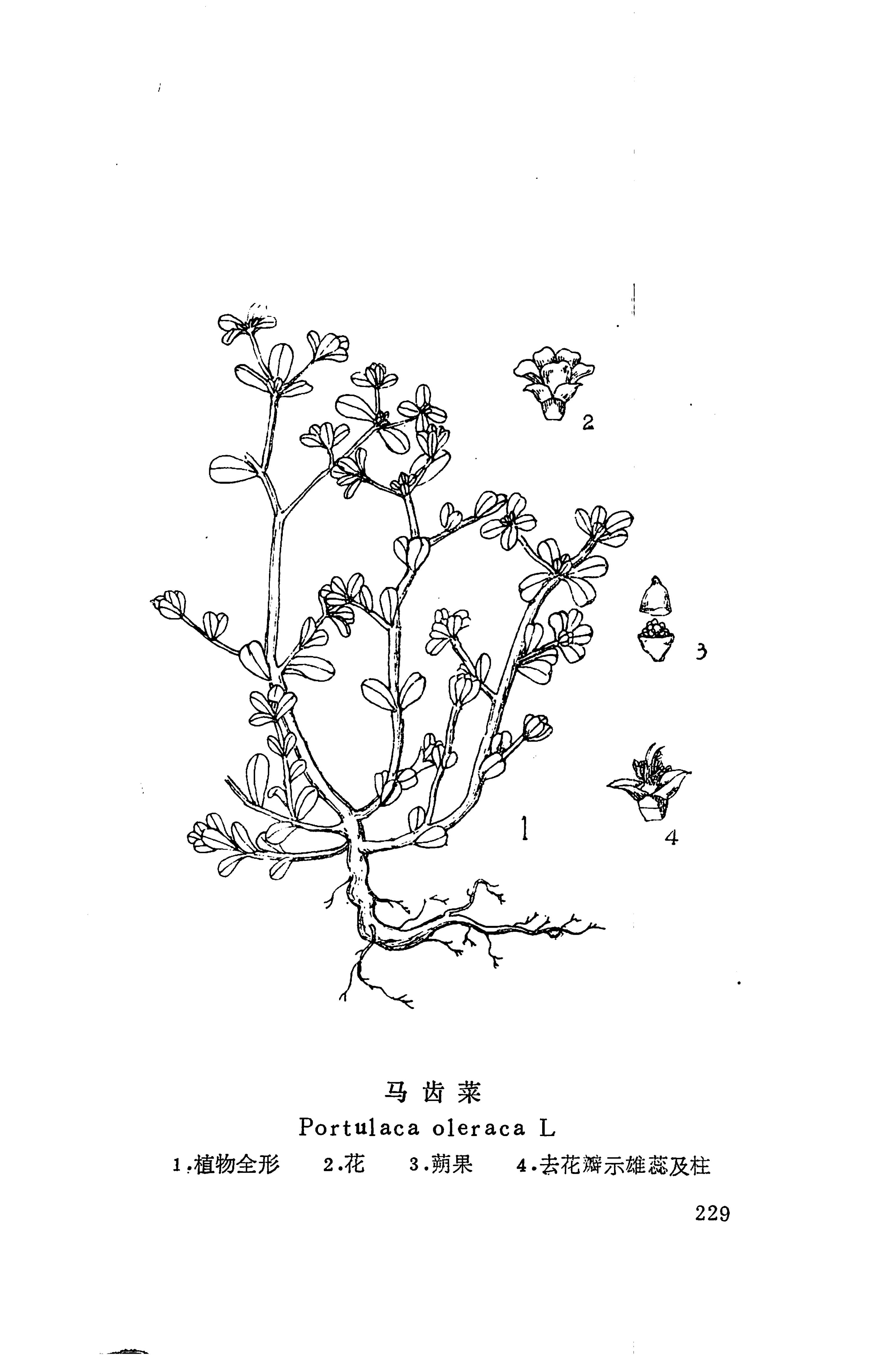 湘西苗药汇编_282.jpg