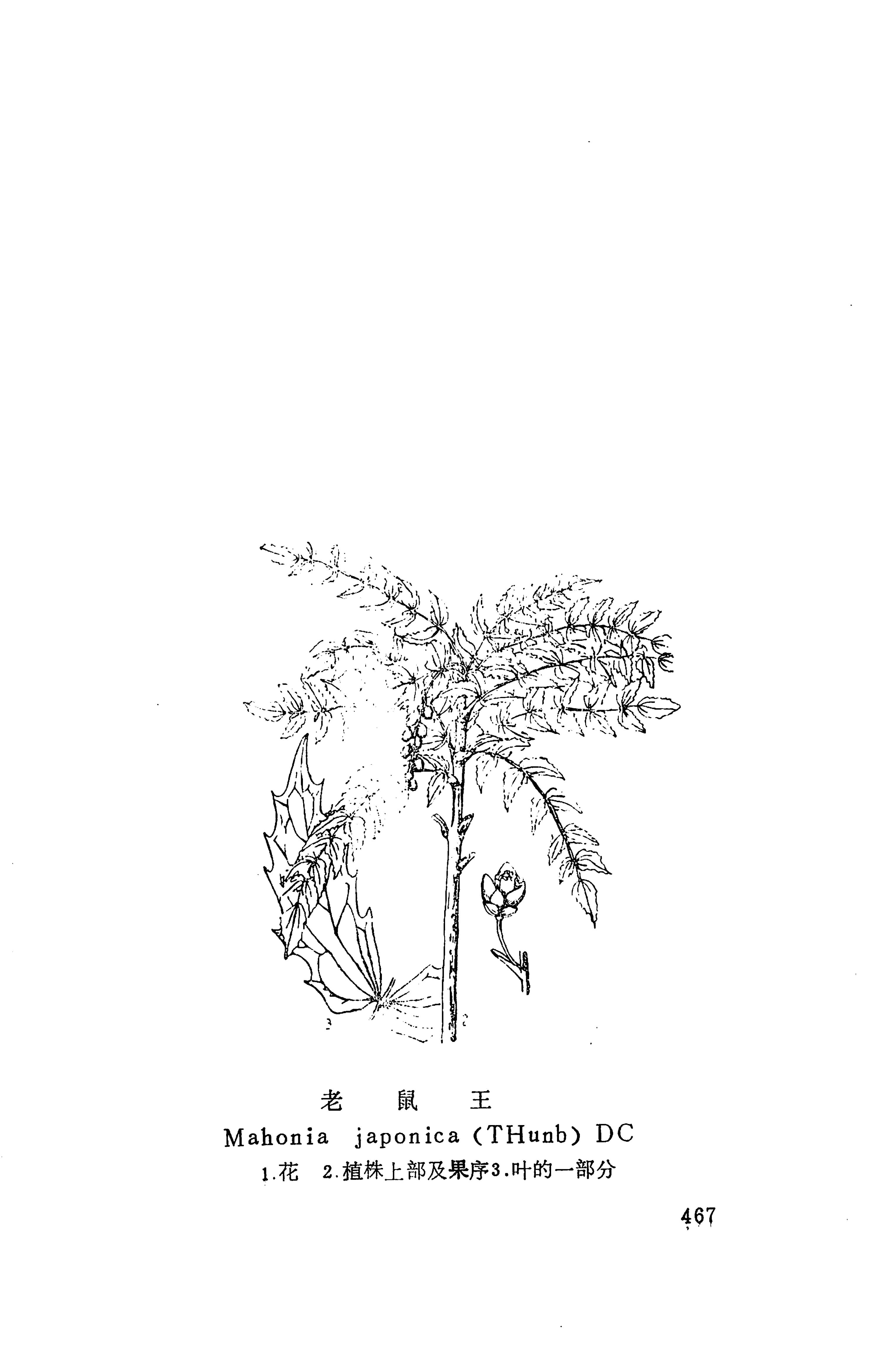 湘西苗药汇编_485.jpg