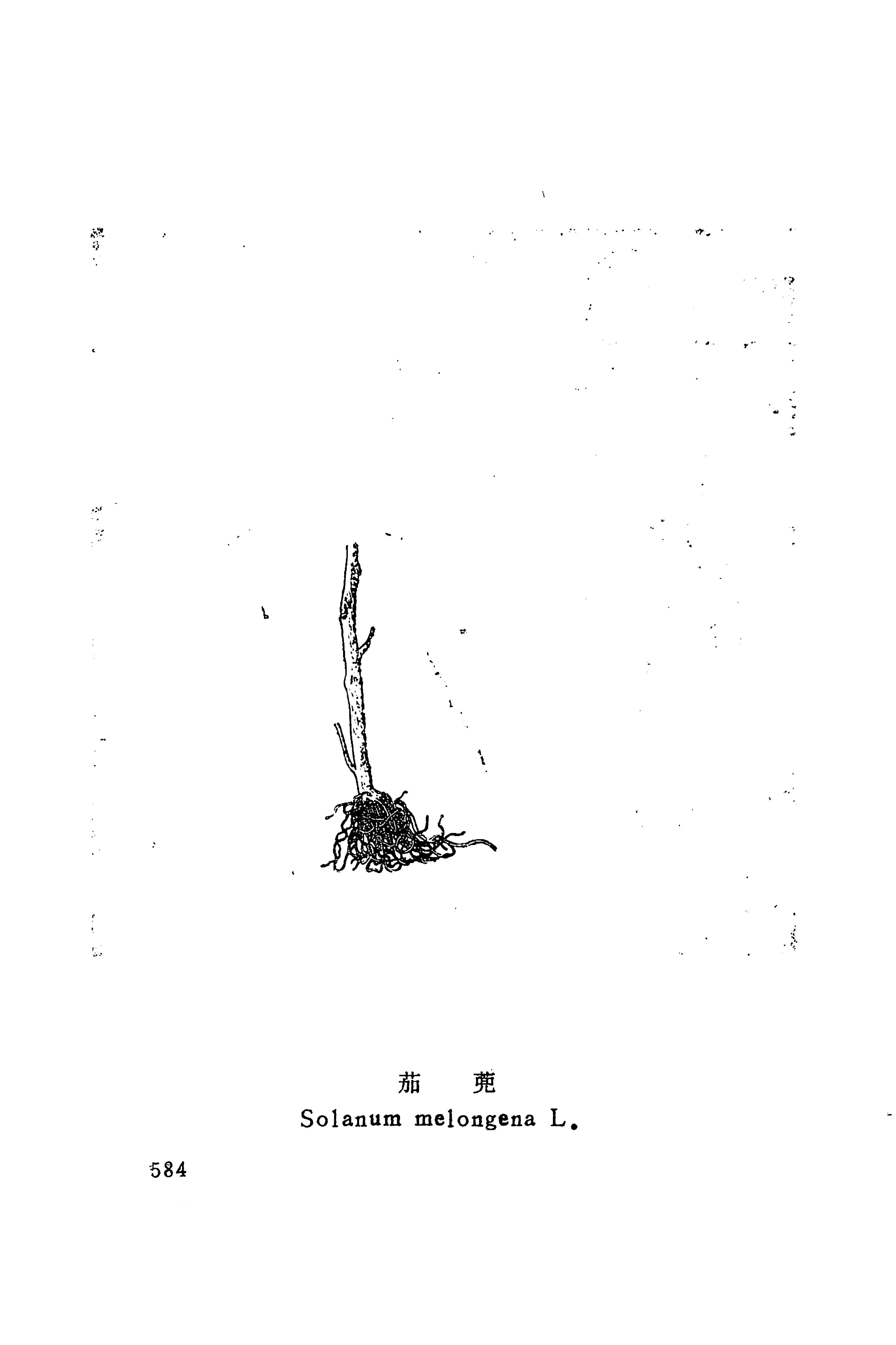 湘西苗药汇编_602.jpg