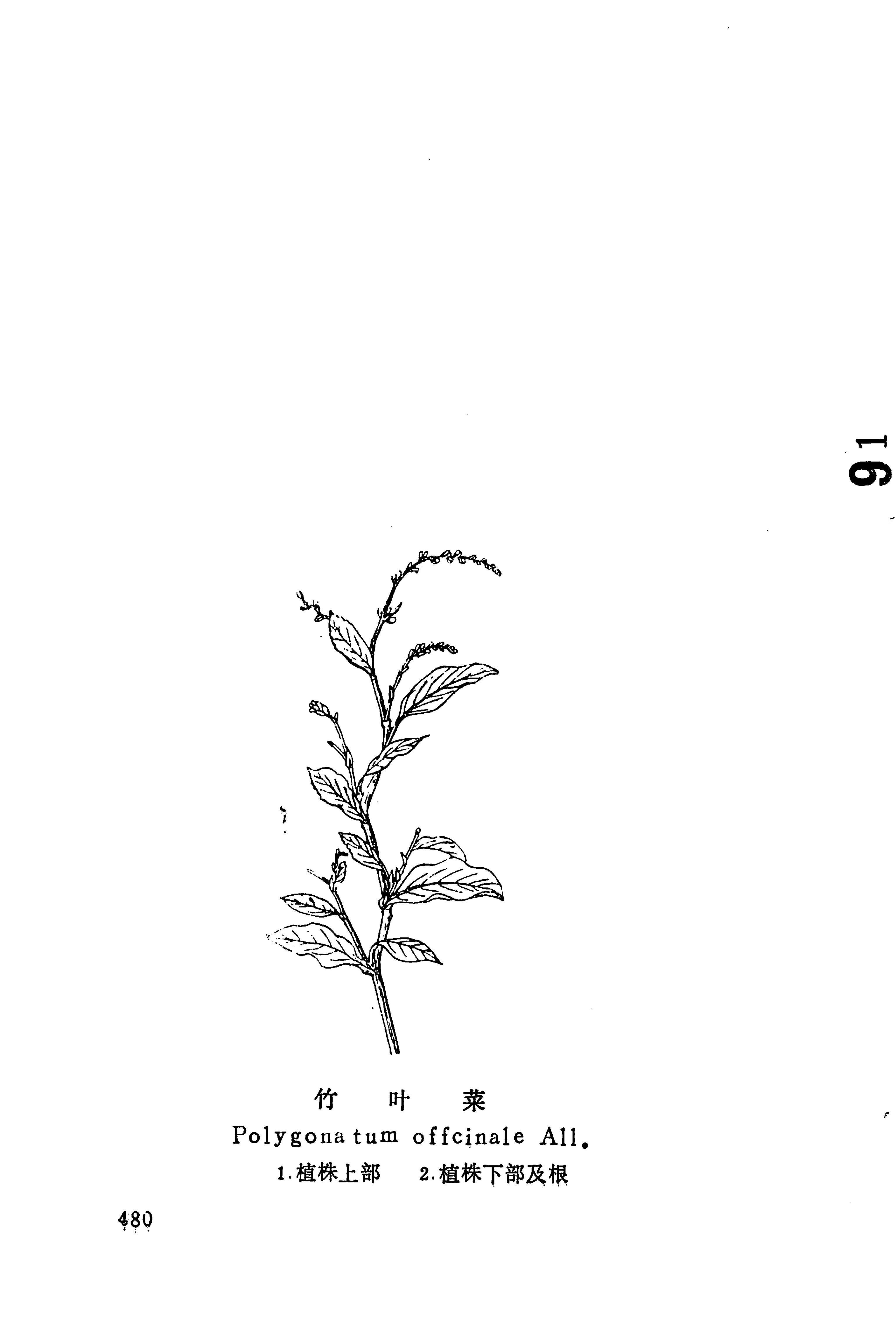 湘西苗药汇编_498.jpg