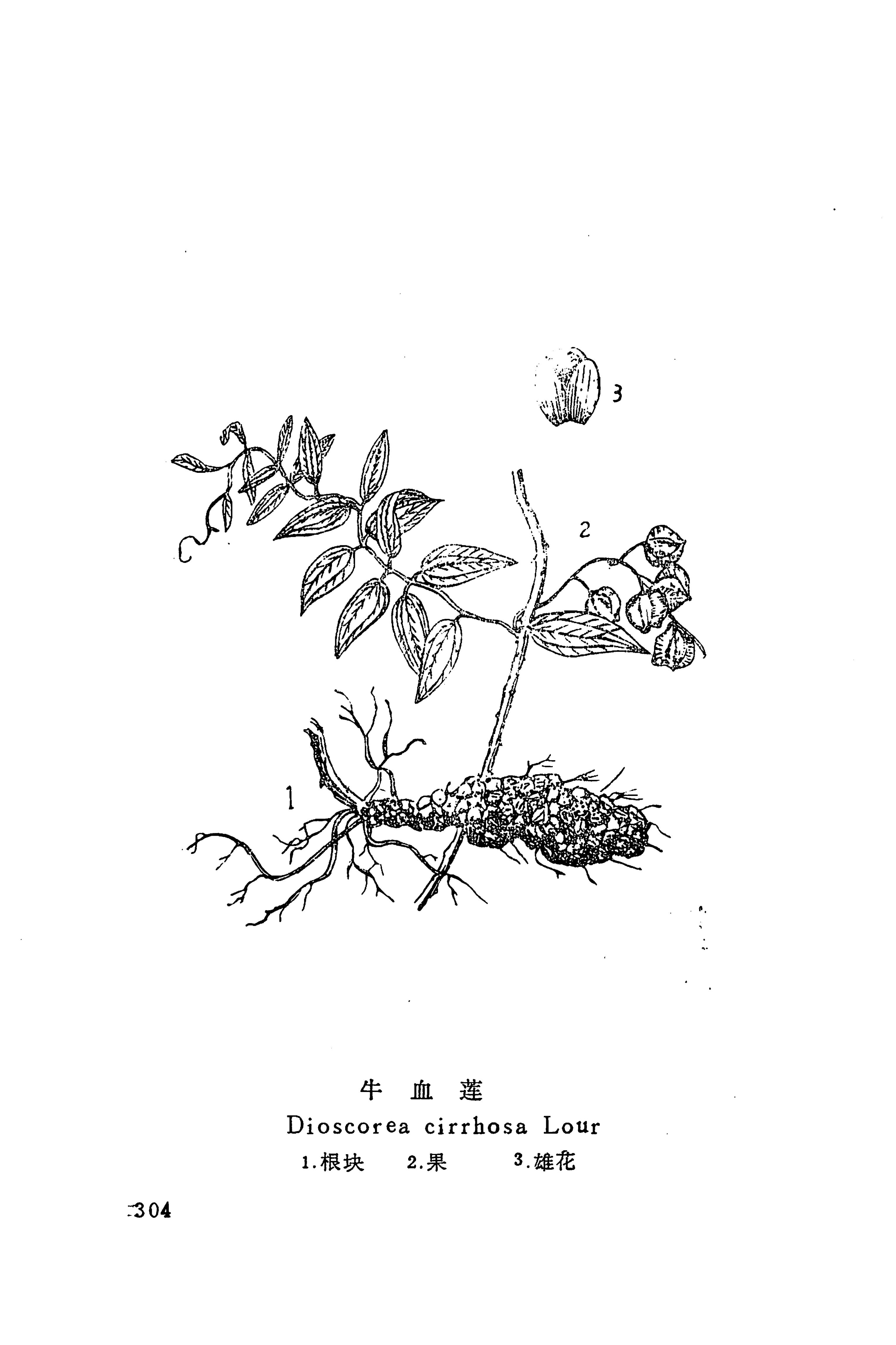 湘西苗药汇编_207.jpg