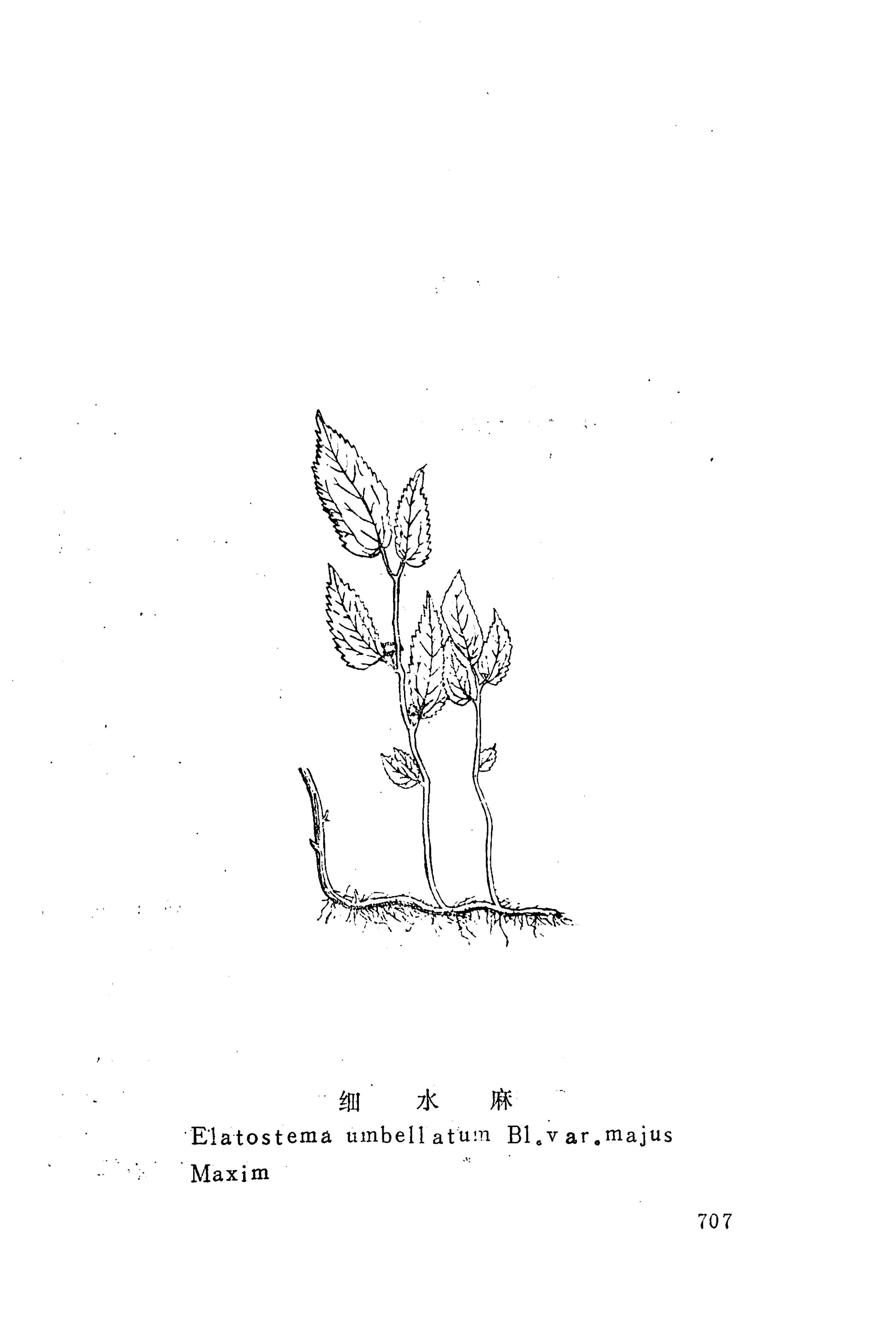 湘西苗药汇编_725.jpg