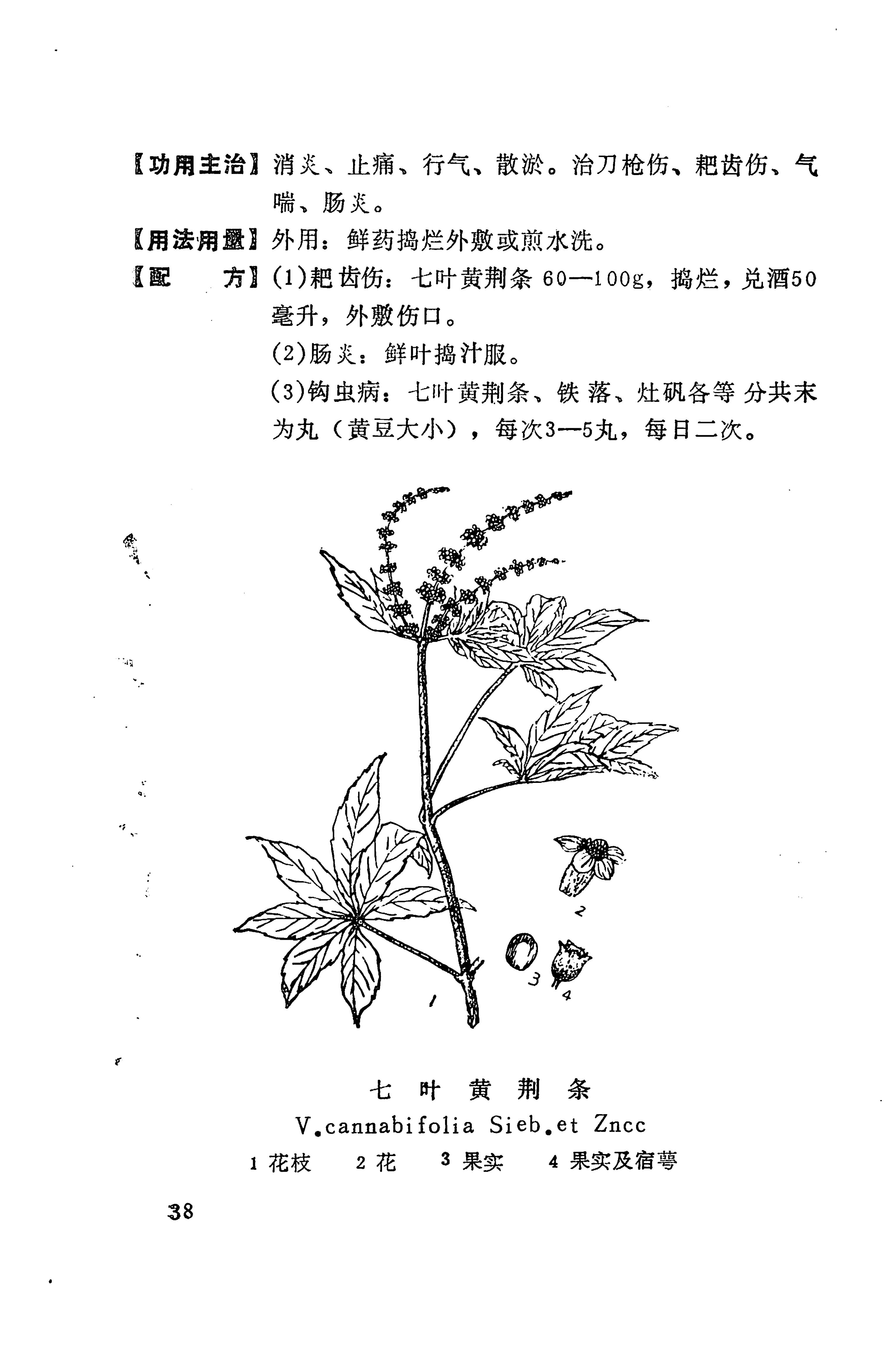 湘西苗药汇编_56.jpg