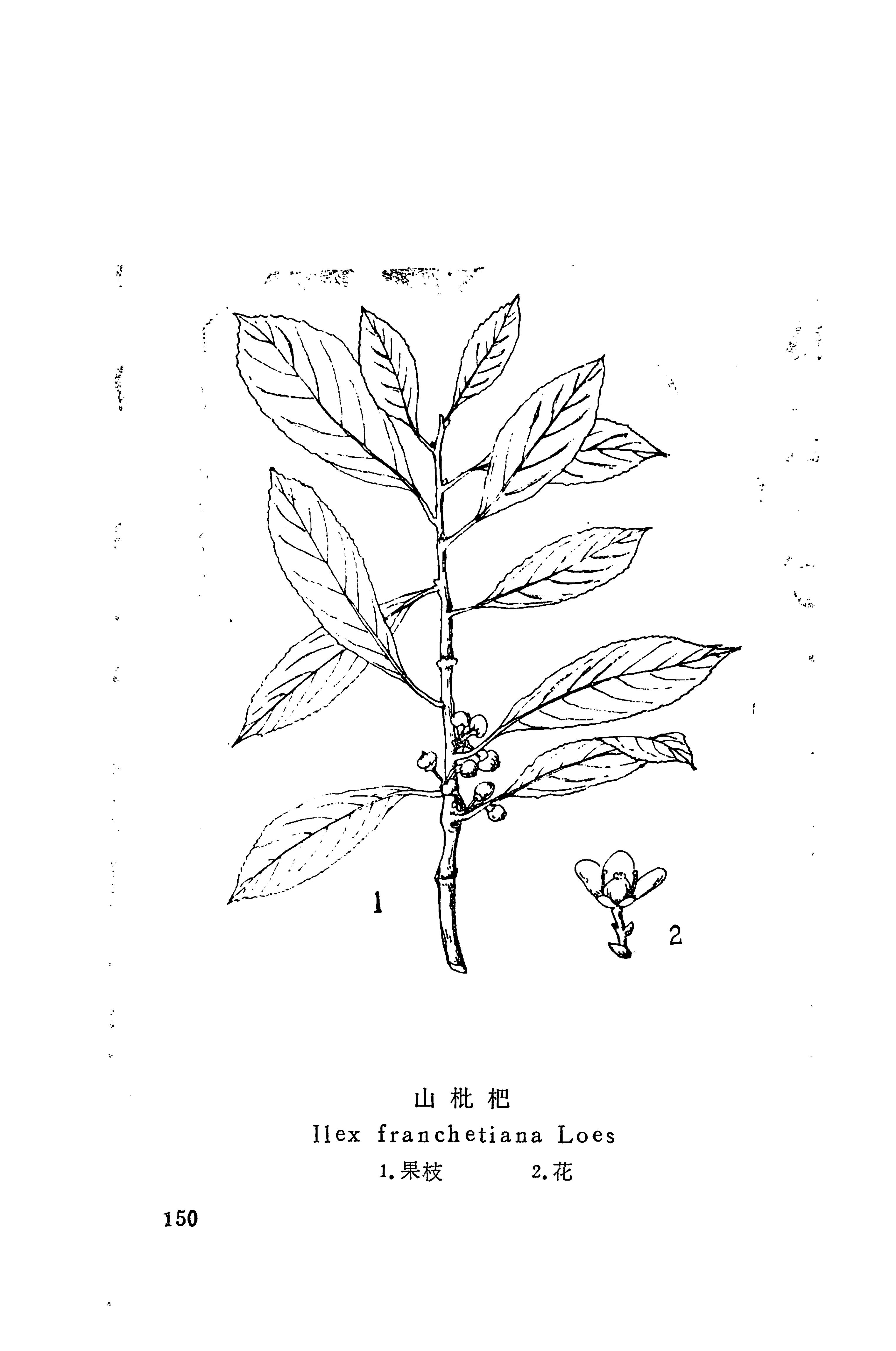 湘西苗药汇编_168.jpg