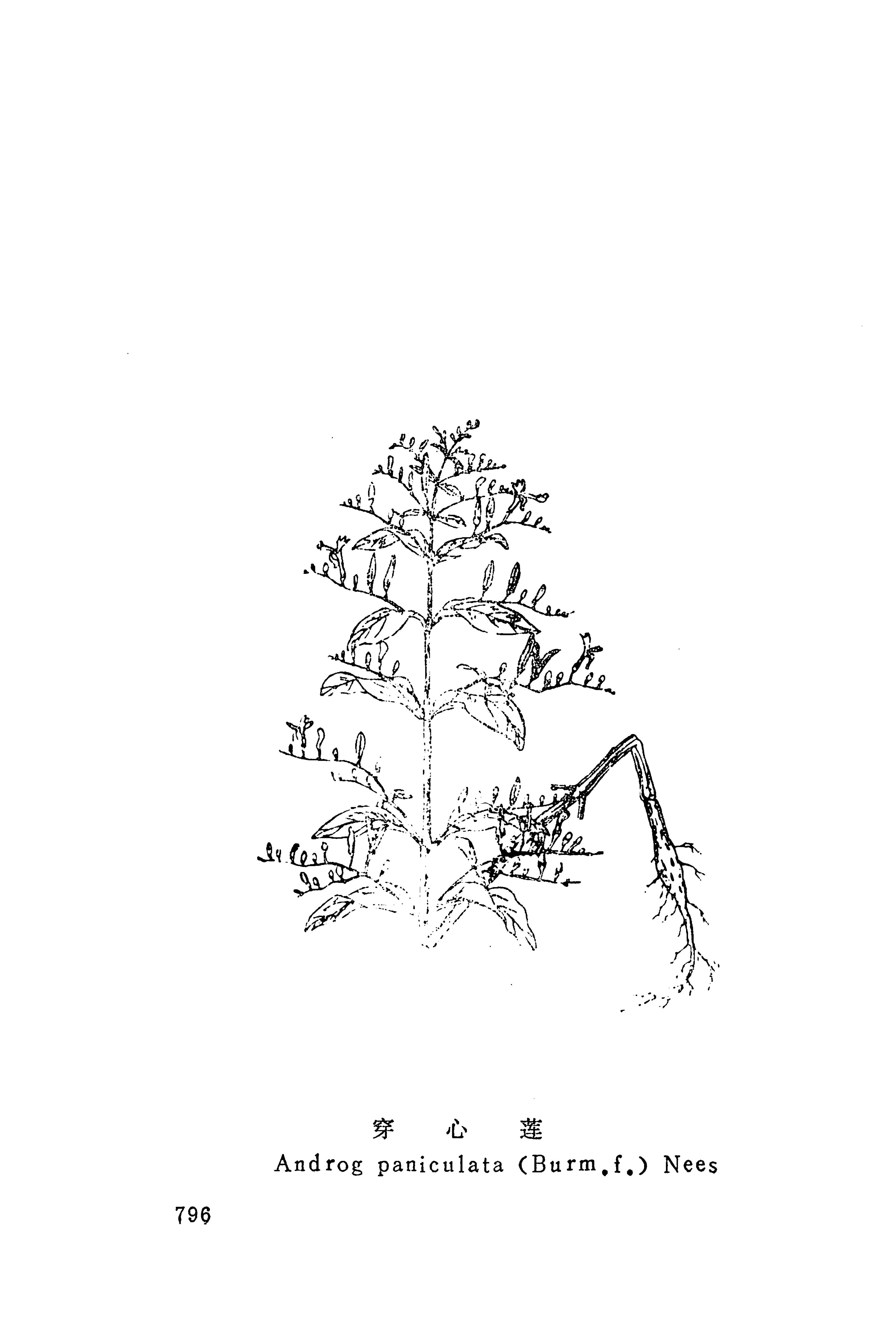 湘西苗药汇编_814.jpg