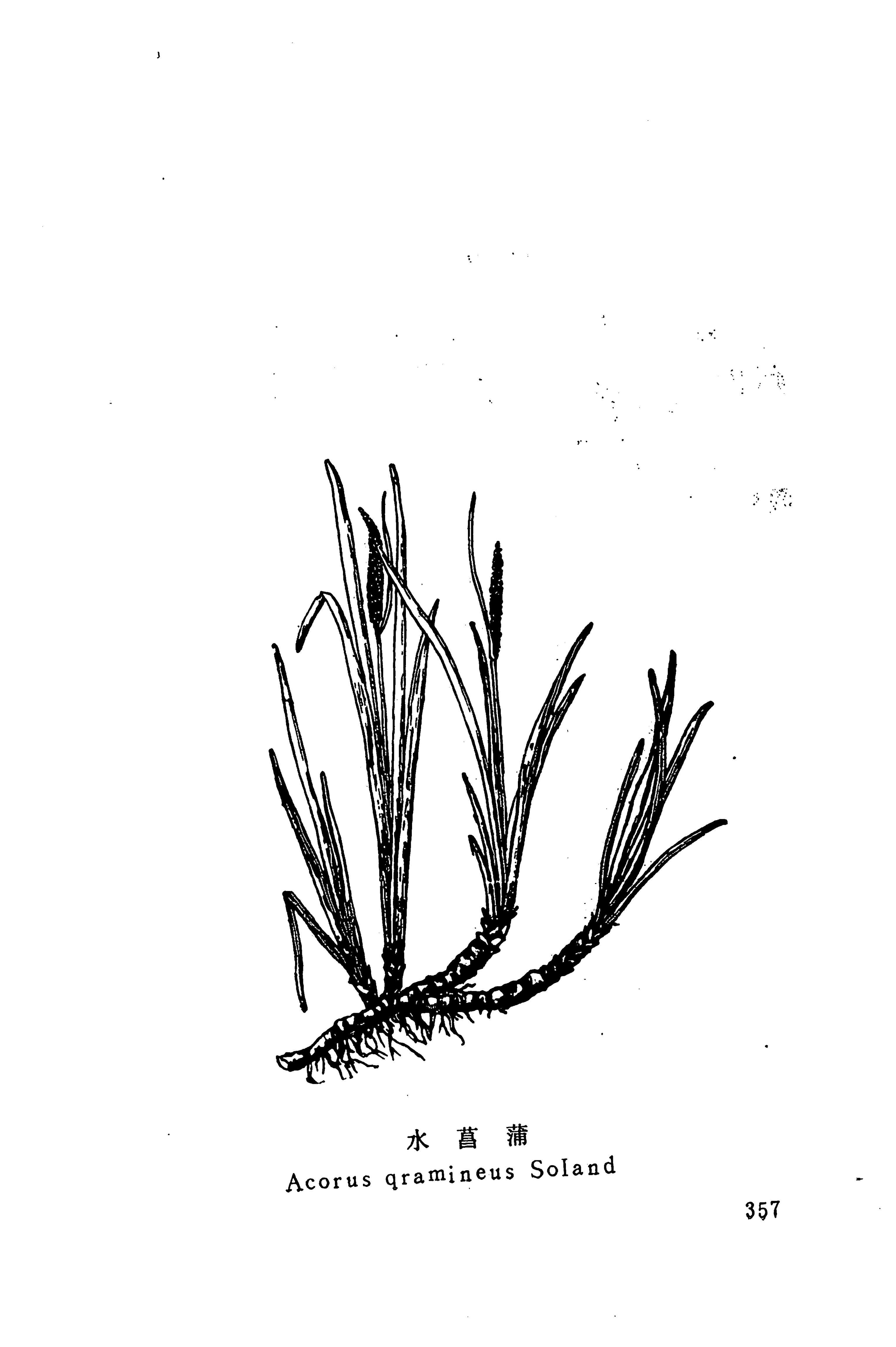 湘西苗药汇编_375.jpg