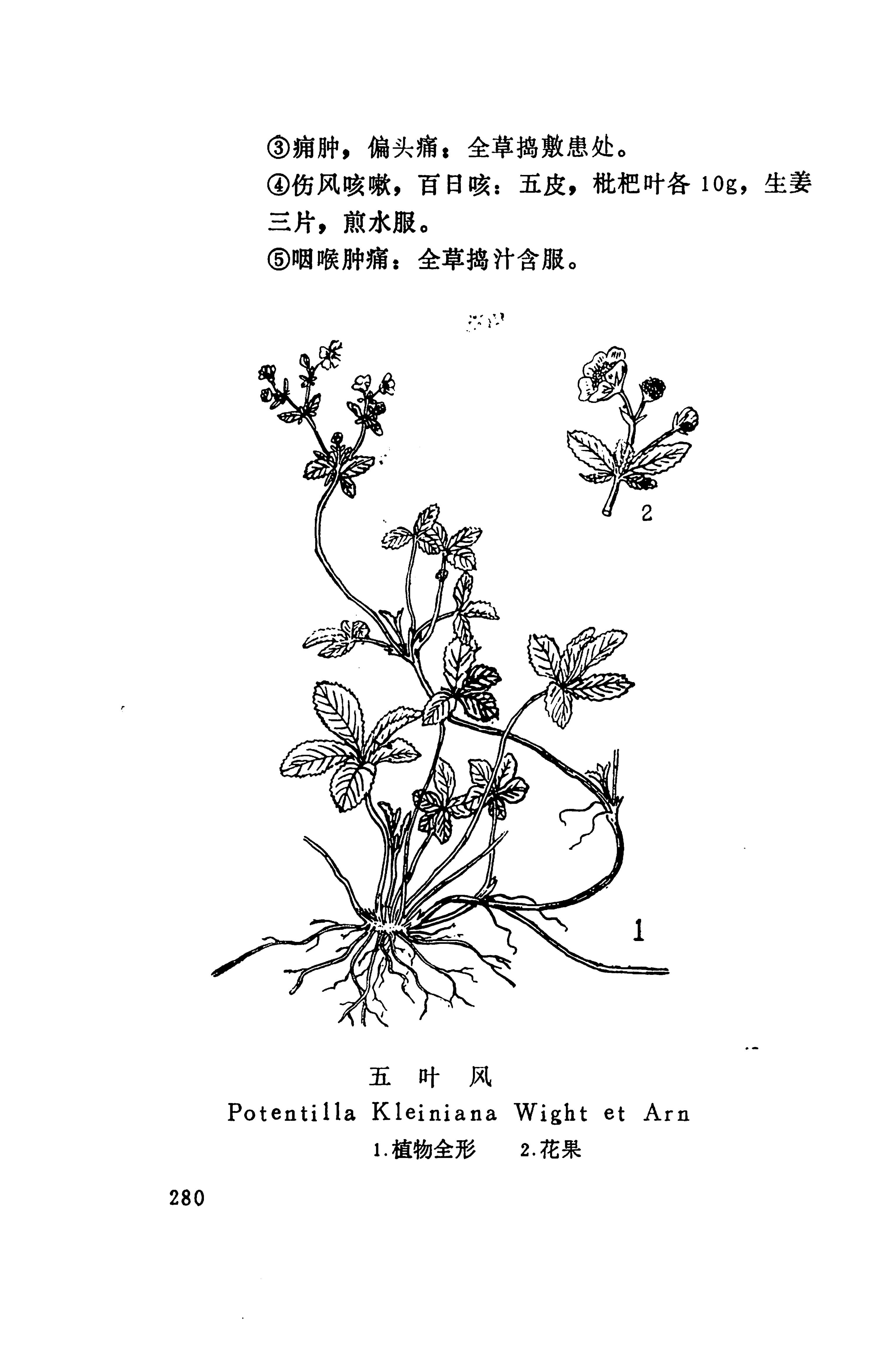 湘西苗药汇编_231.jpg