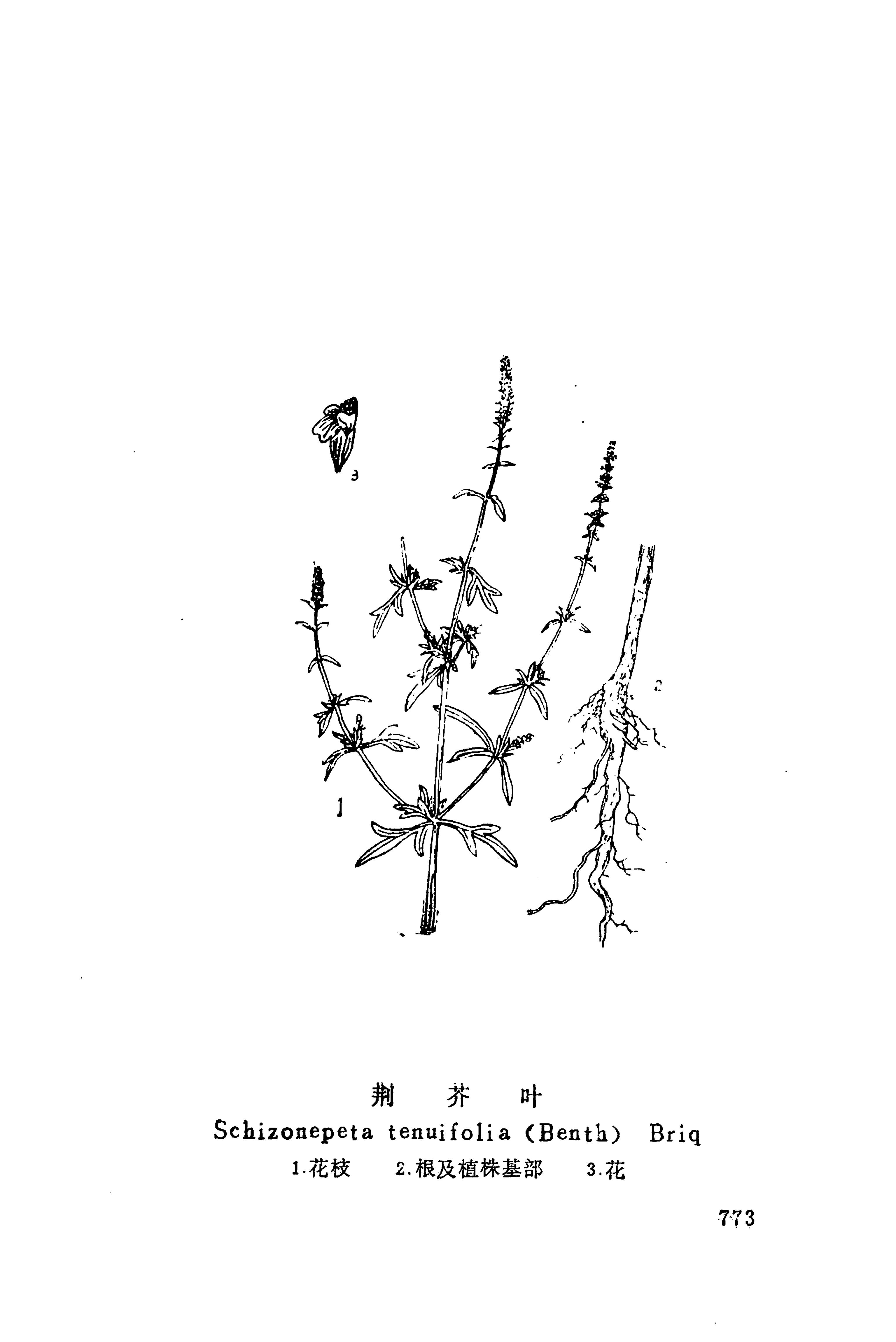 湘西苗药汇编_791.jpg