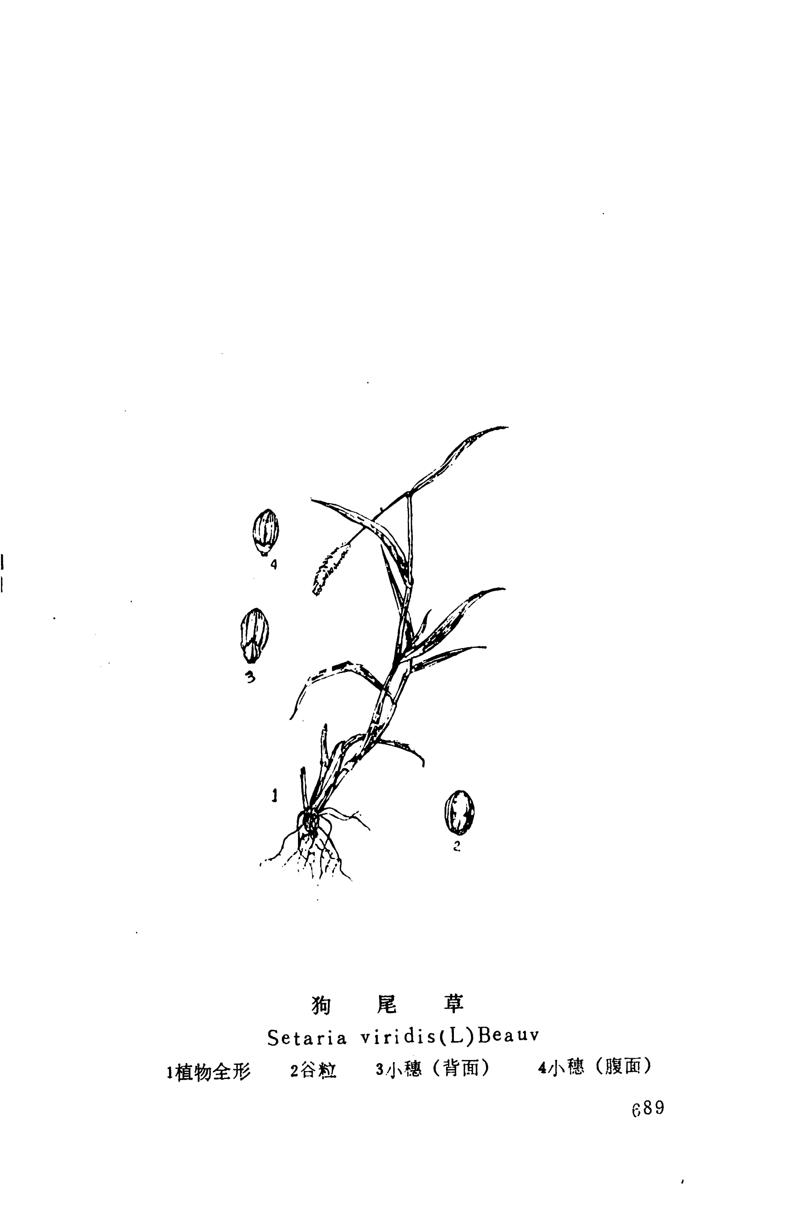 湘西苗药汇编_707.jpg