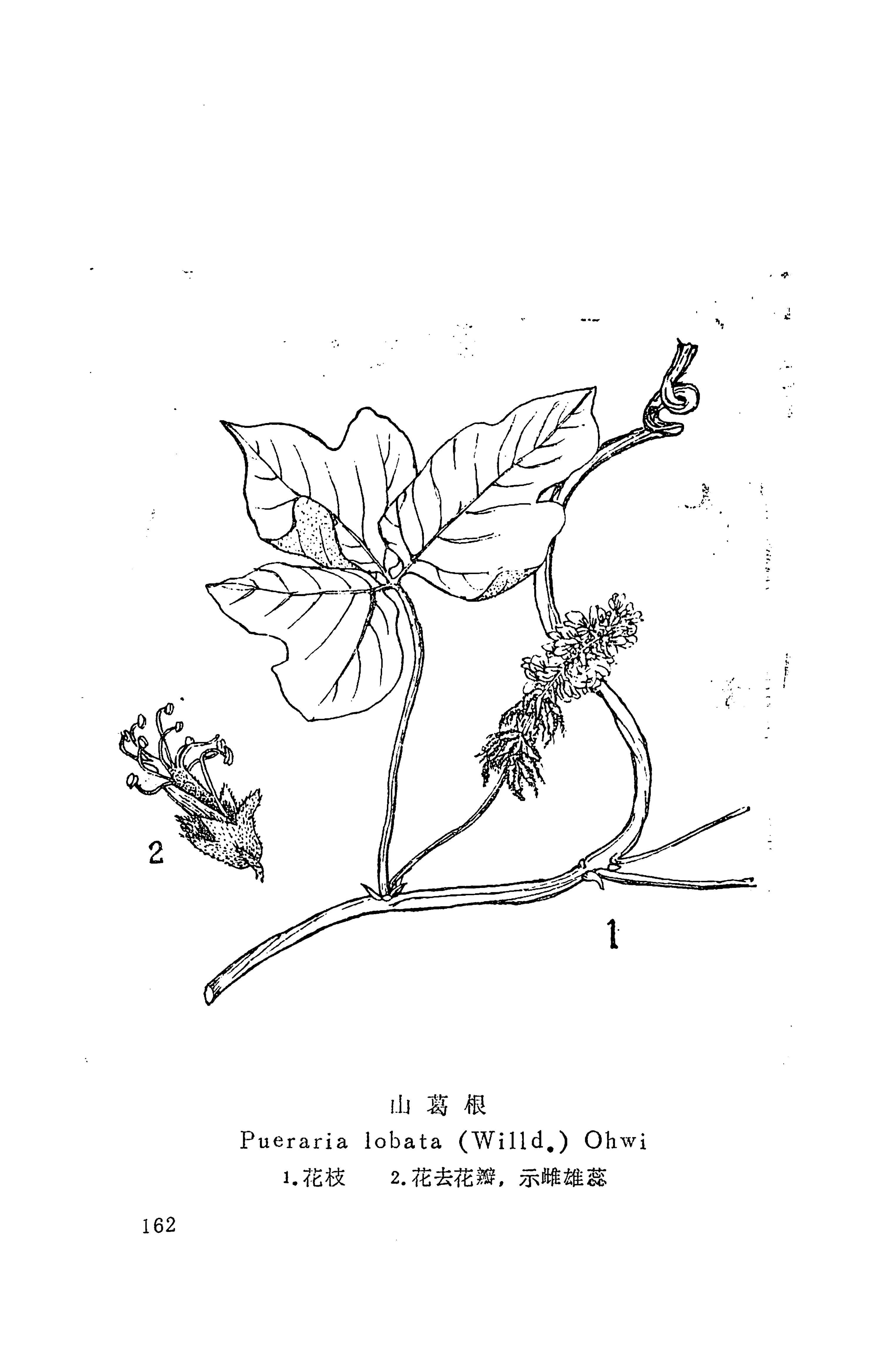湘西苗药汇编_180.jpg