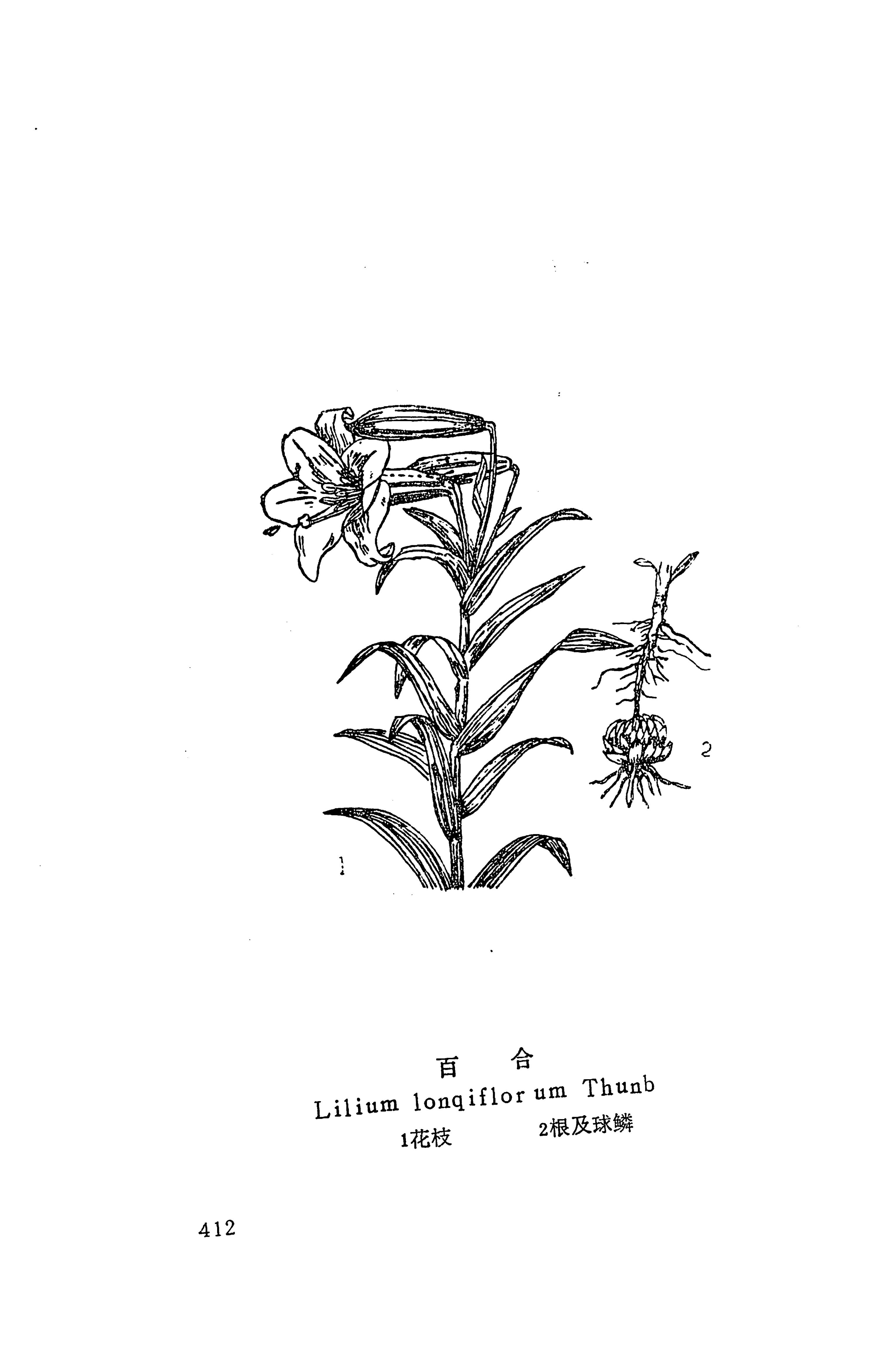 湘西苗药汇编_430.jpg
