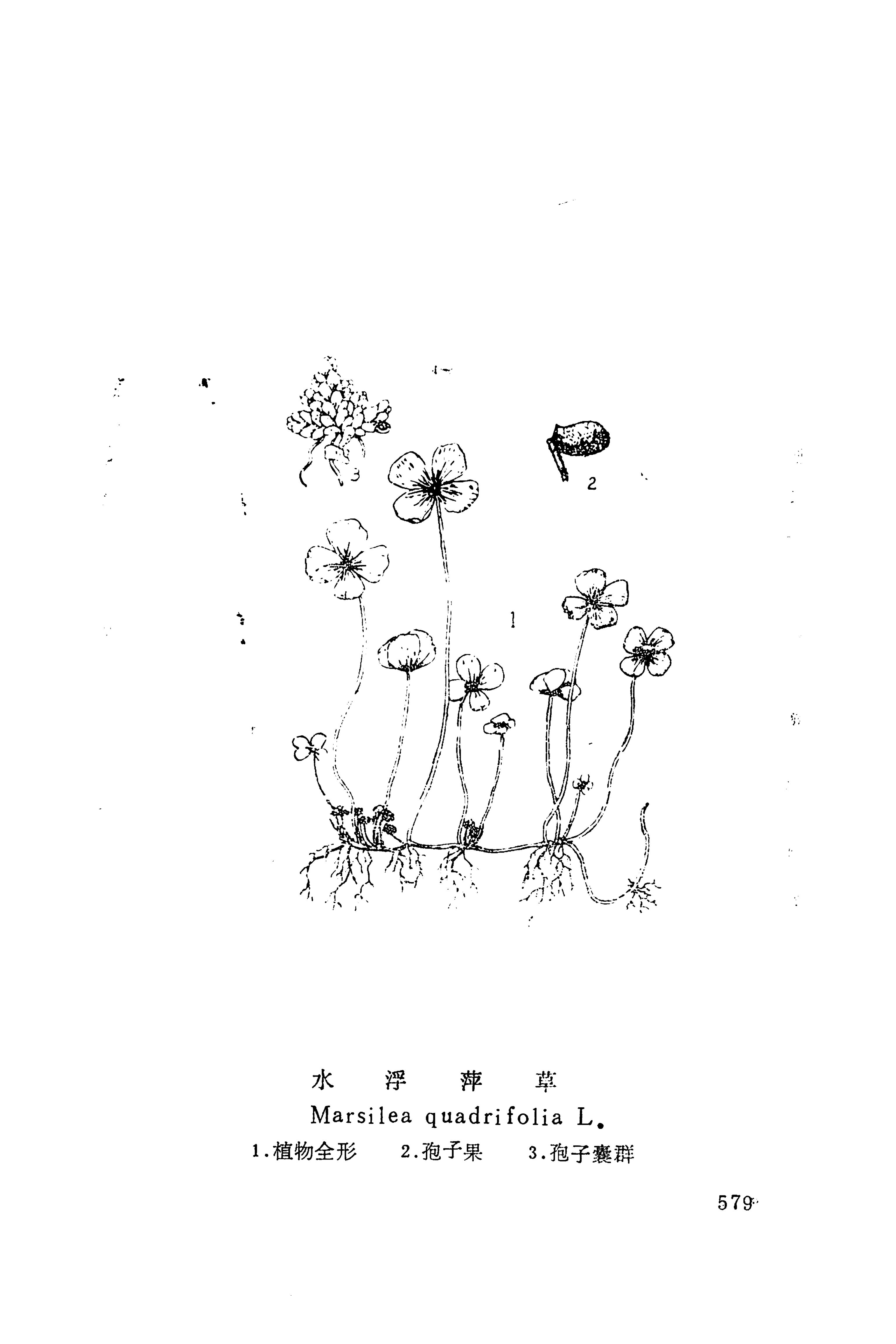 湘西苗药汇编_597.jpg