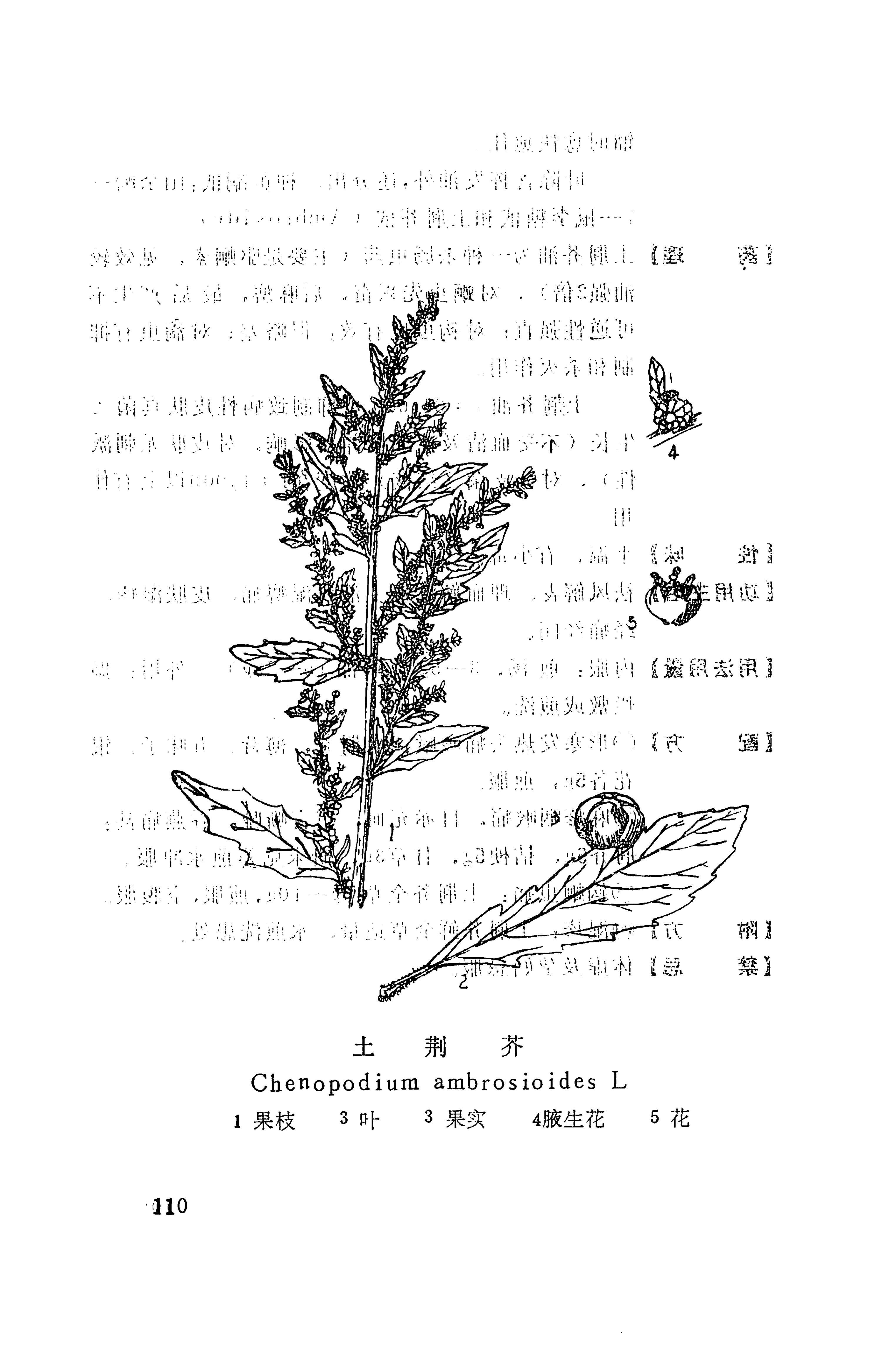 湘西苗药汇编_128.jpg