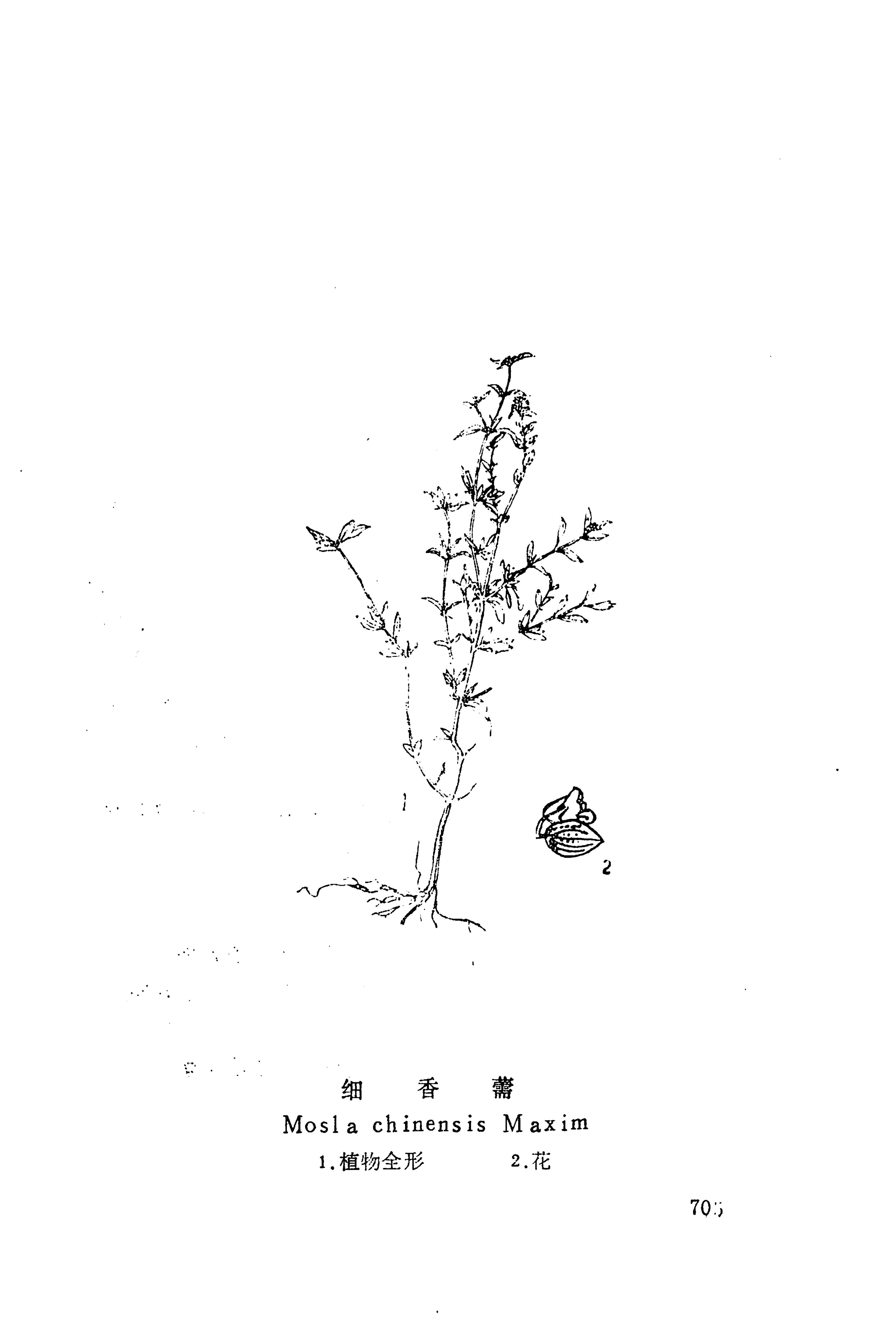 湘西苗药汇编_723.jpg