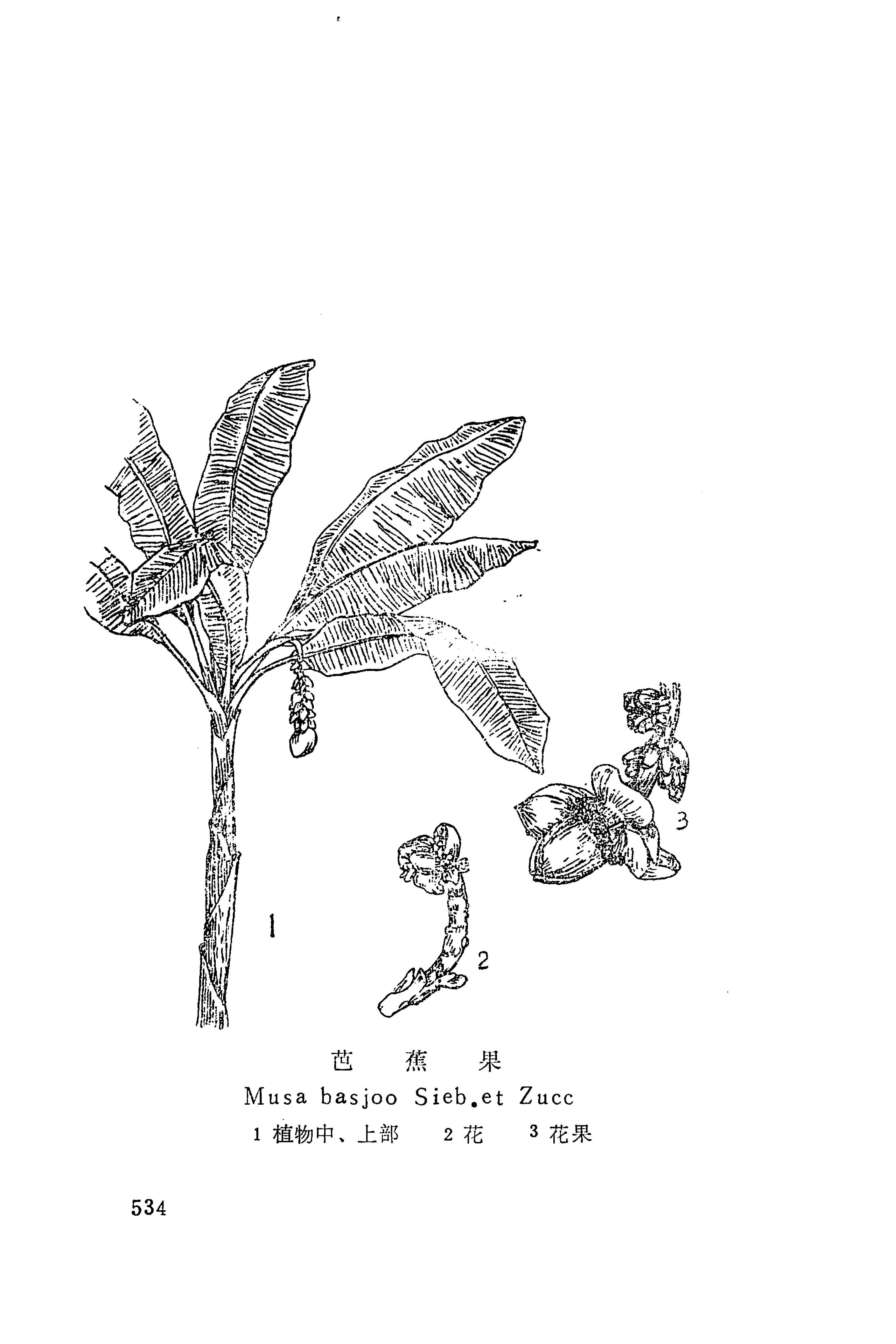 湘西苗药汇编_552.jpg
