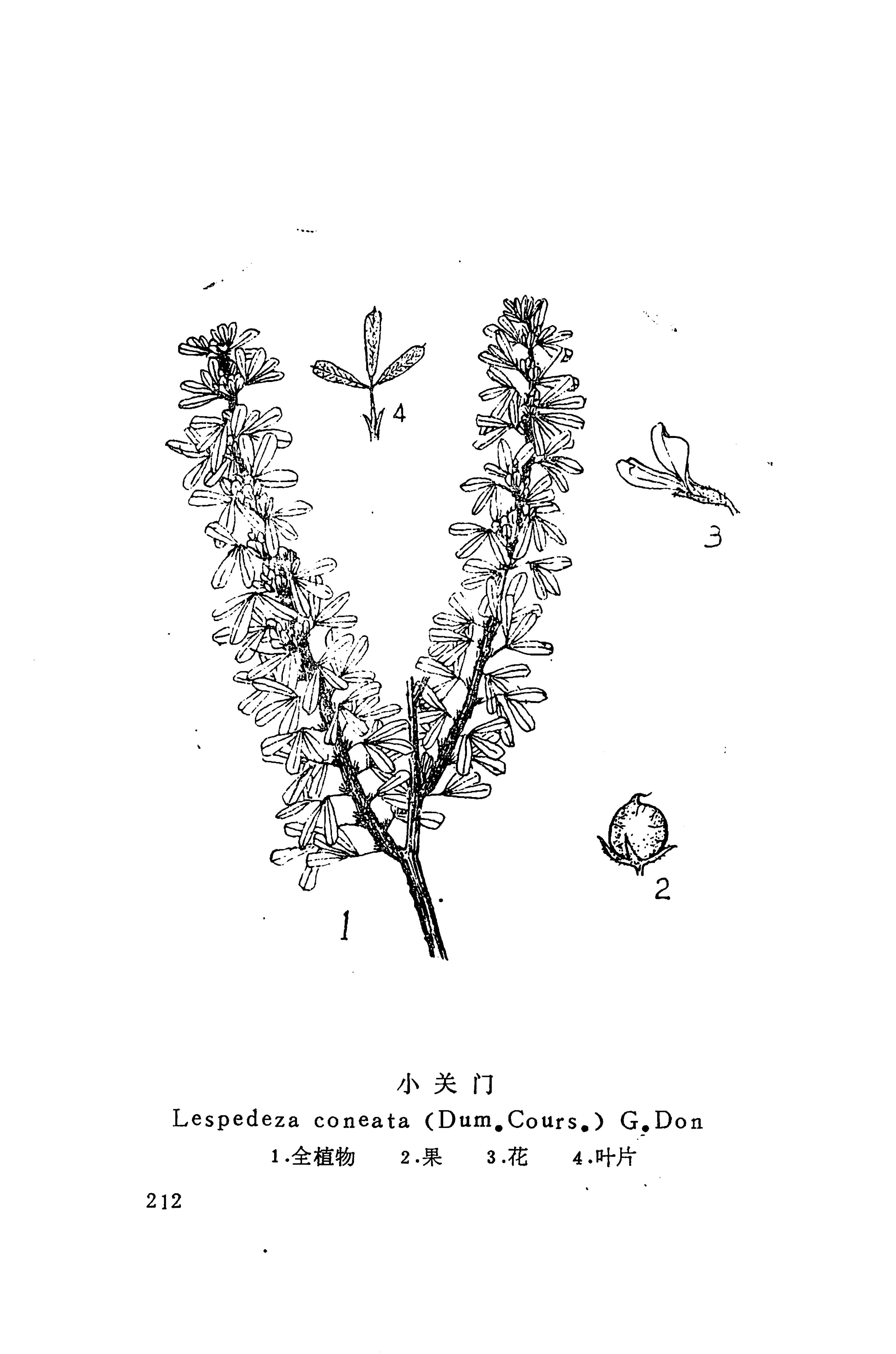 湘西苗药汇编_299.jpg