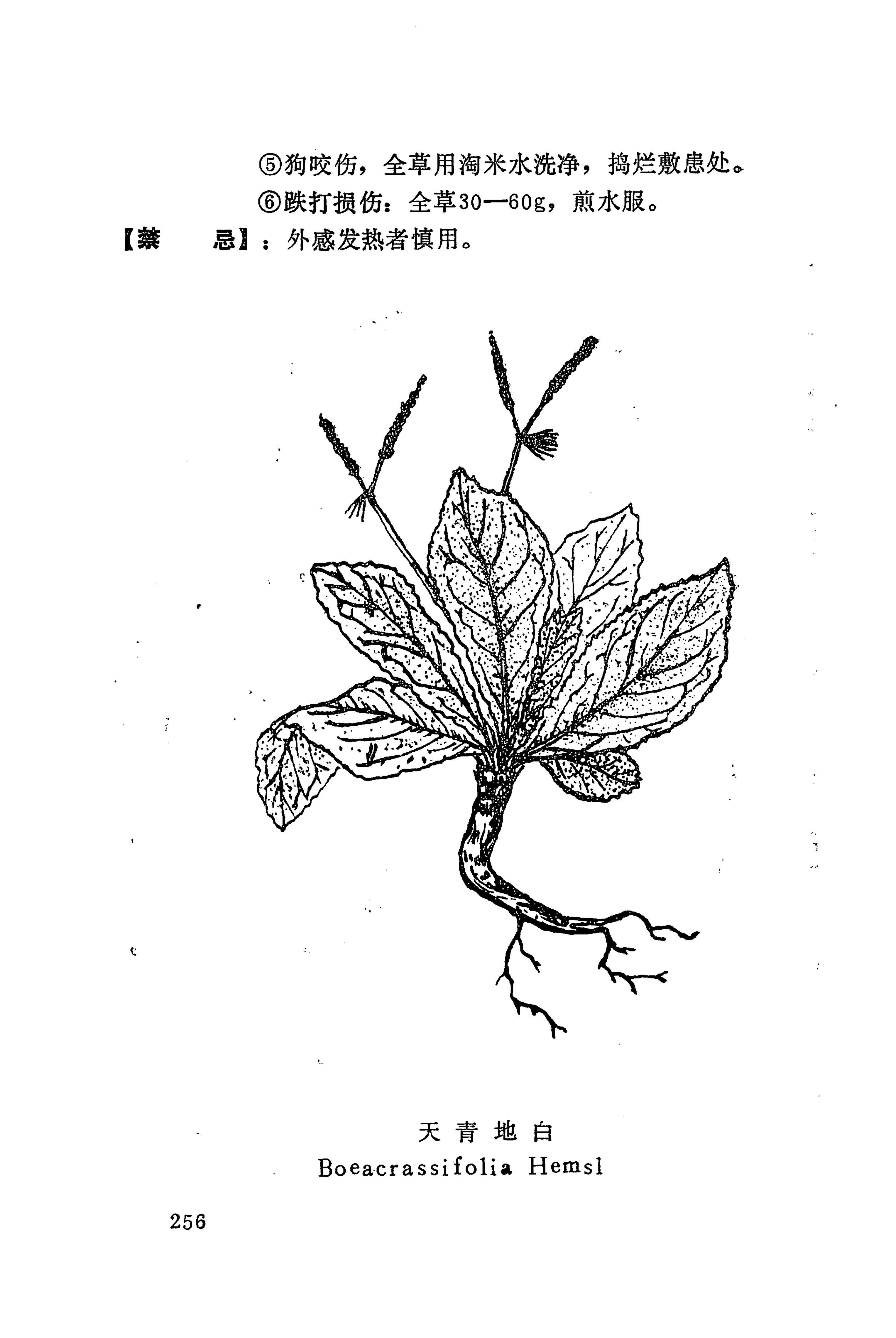 湘西苗药汇编_255.jpg