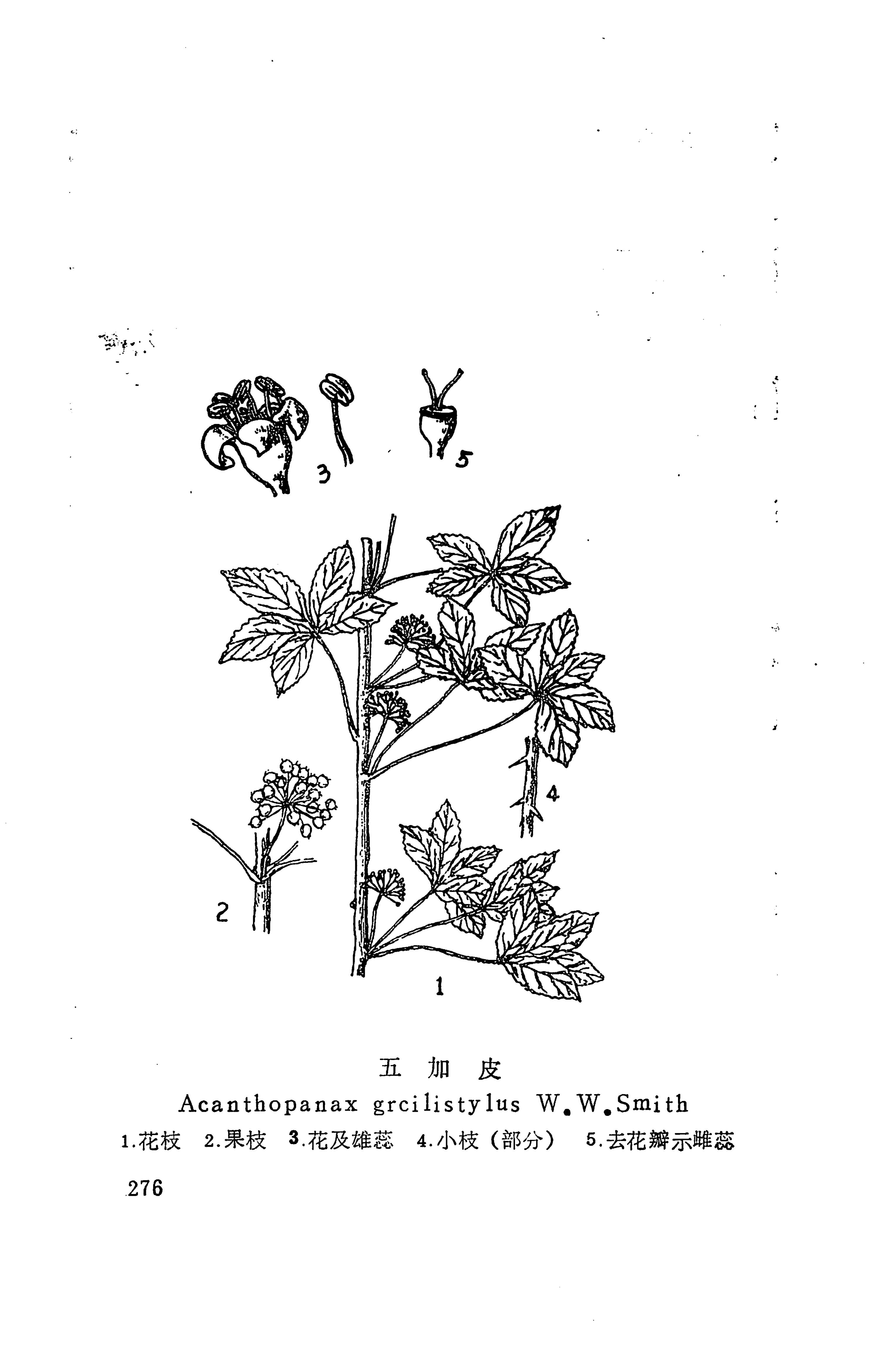 湘西苗药汇编_235.jpg