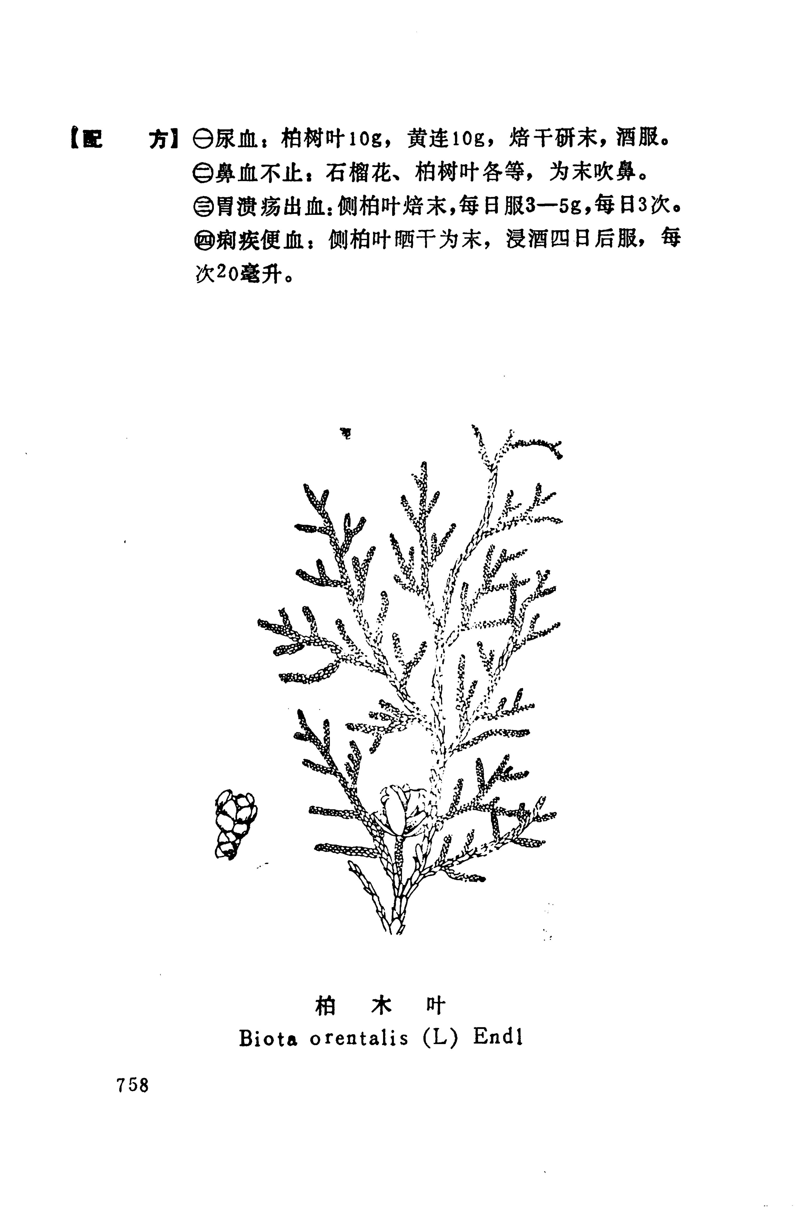 湘西苗药汇编_776.jpg