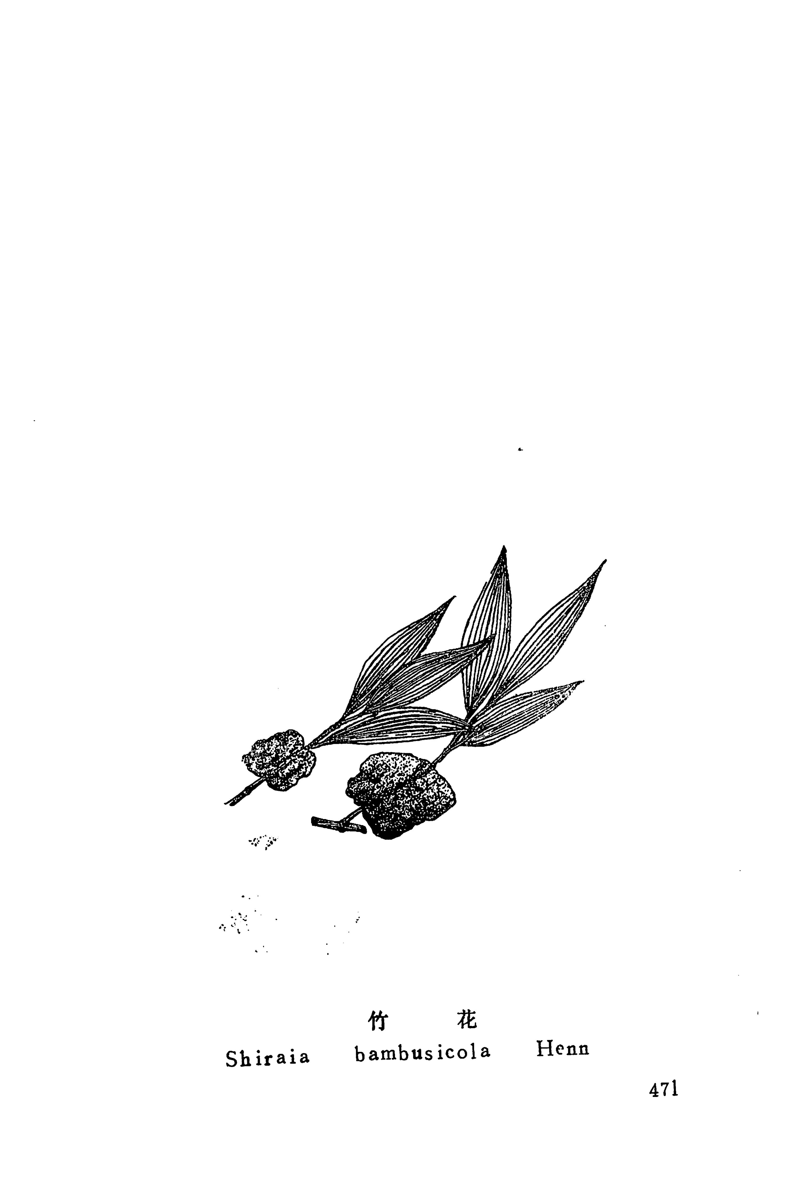 湘西苗药汇编_489.jpg