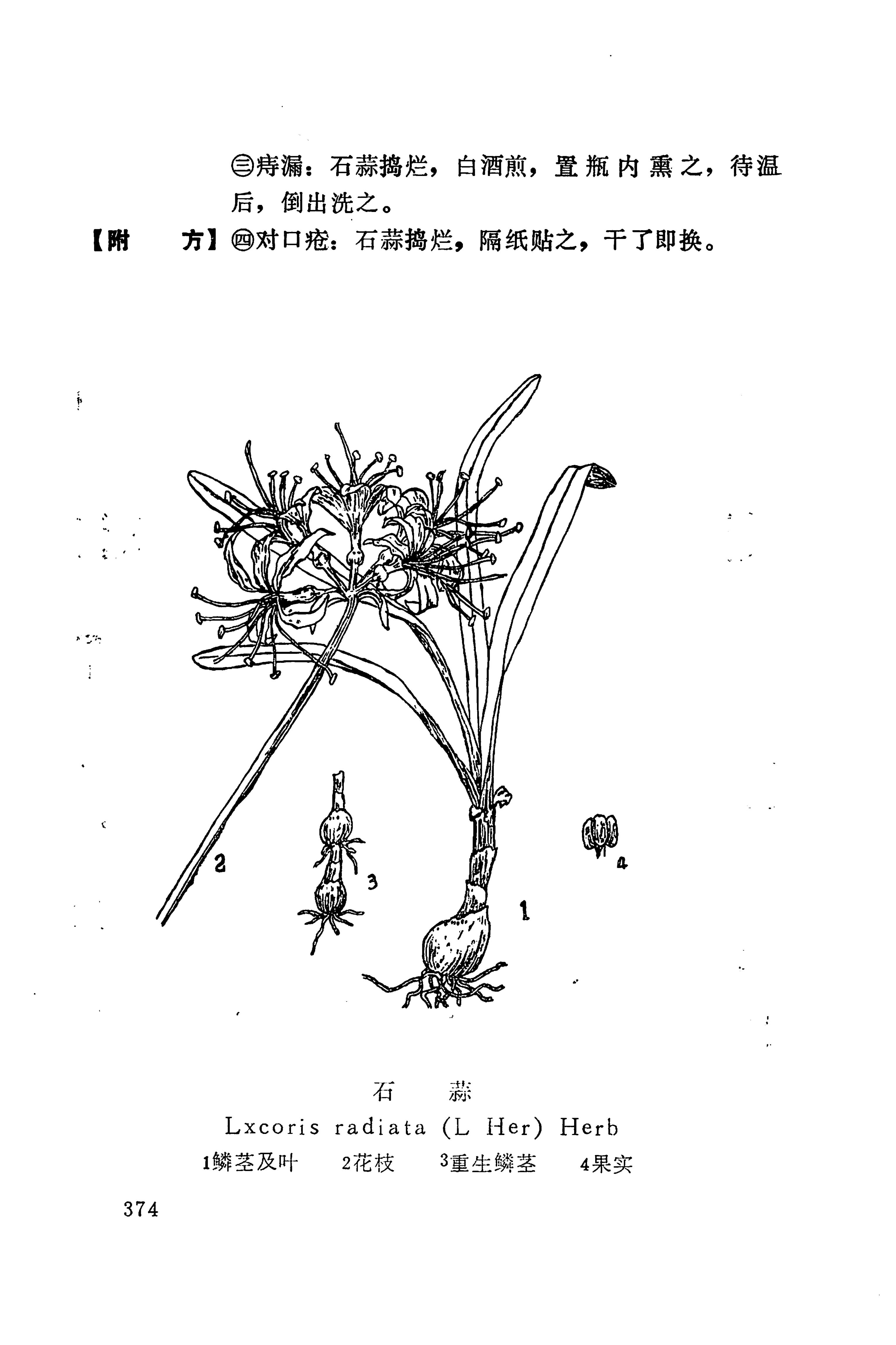 湘西苗药汇编_392.jpg