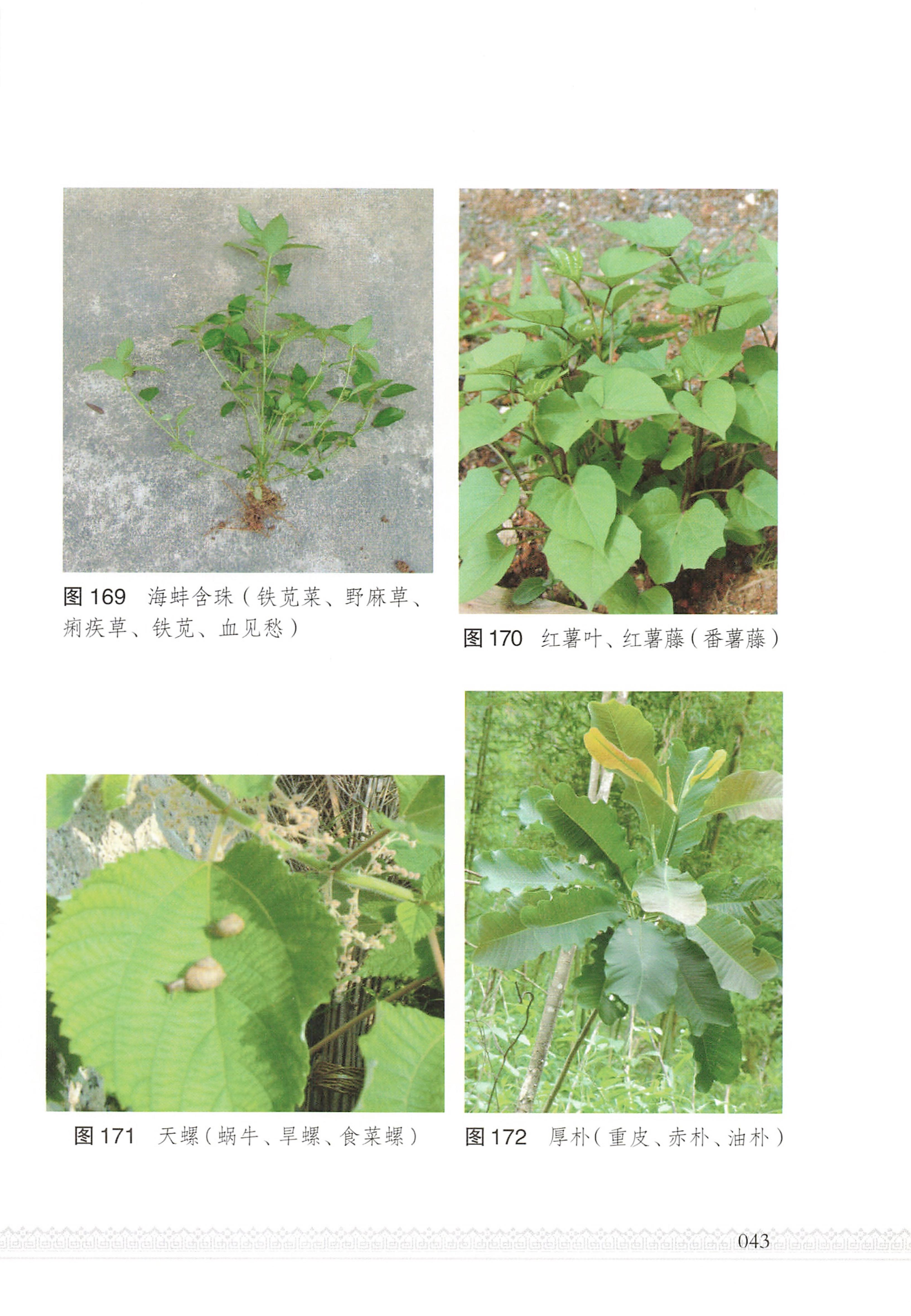 湖南瑶族医药_48.jpg