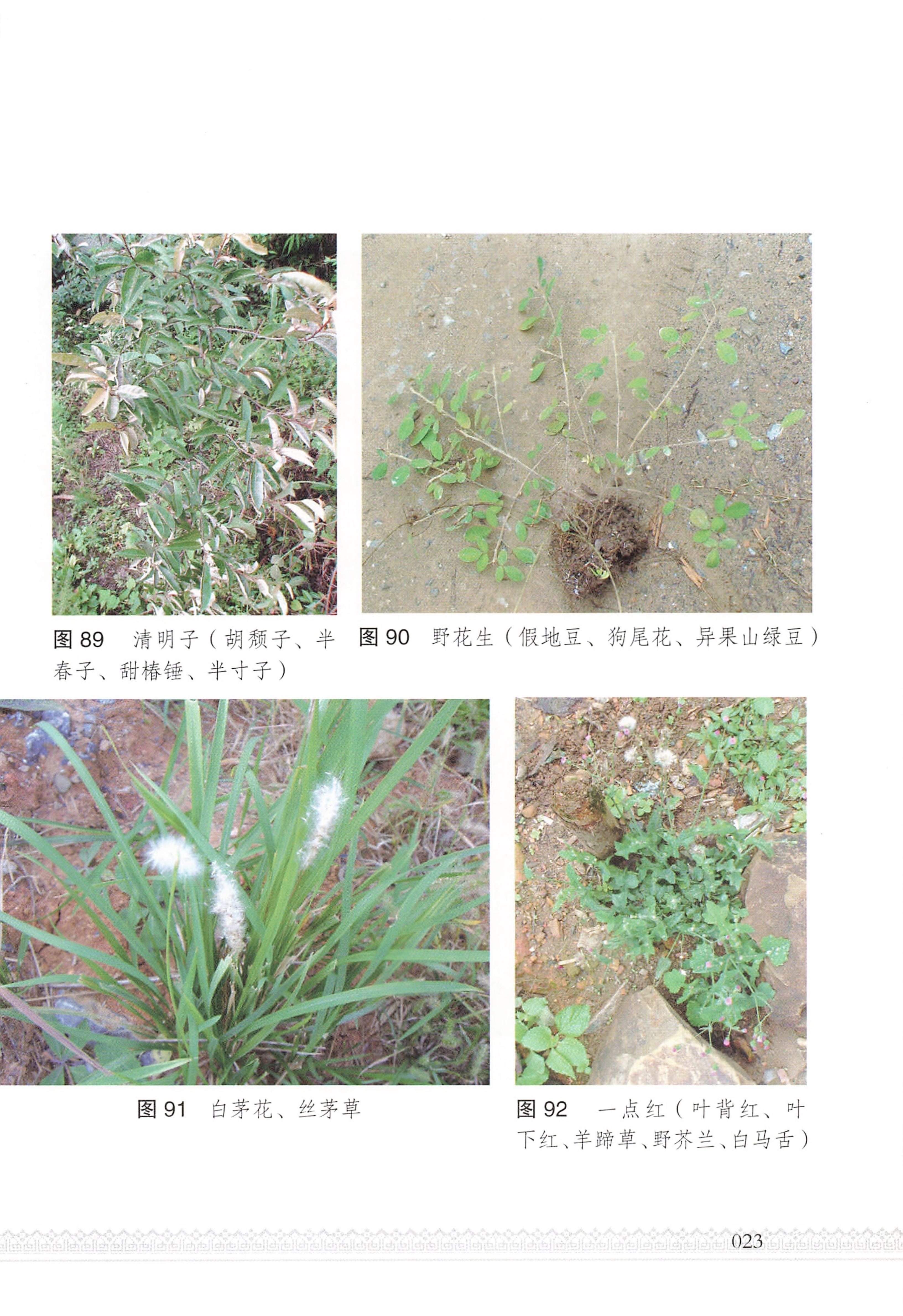 湖南瑶族医药_28.jpg