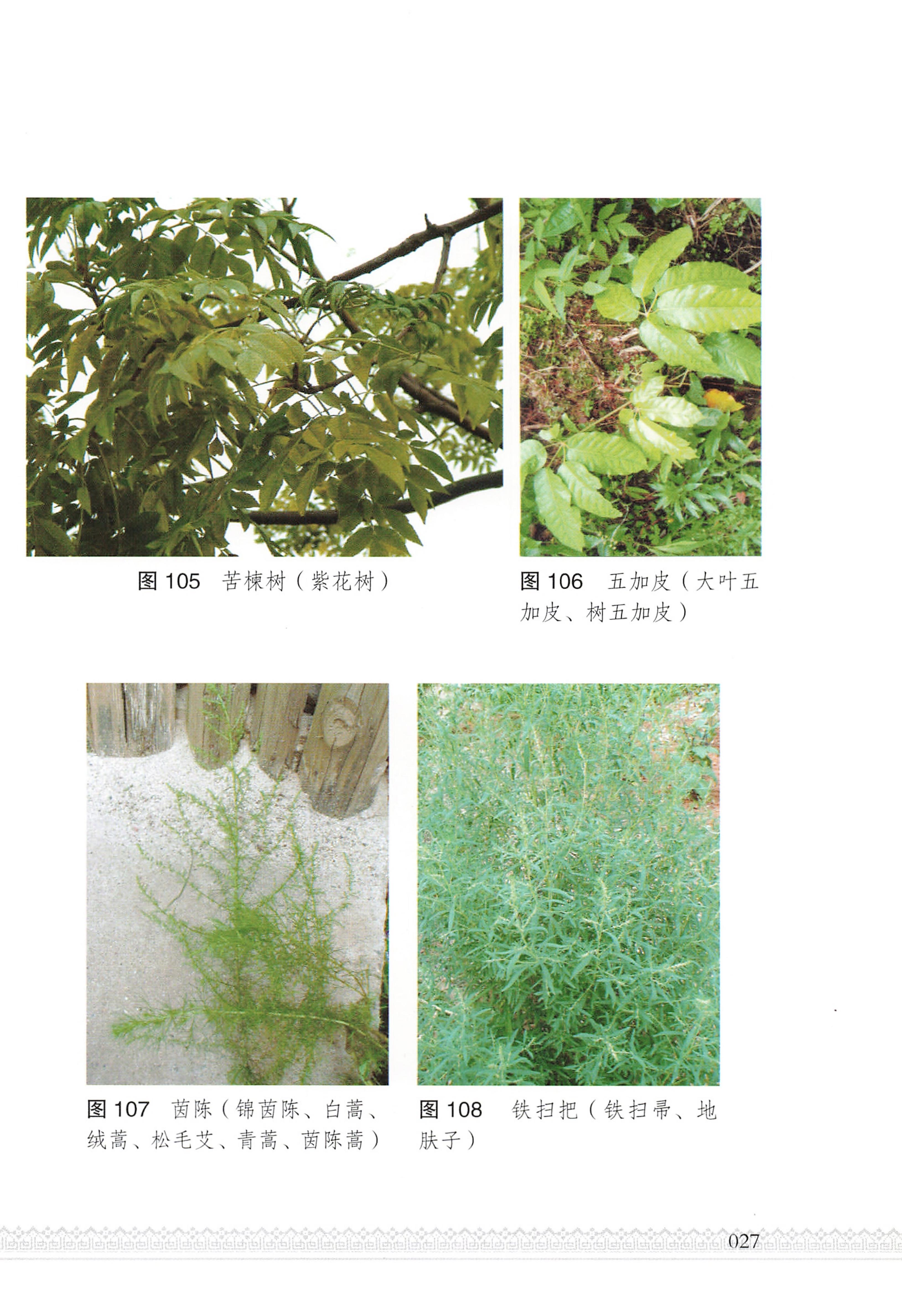 湖南瑶族医药_32.jpg