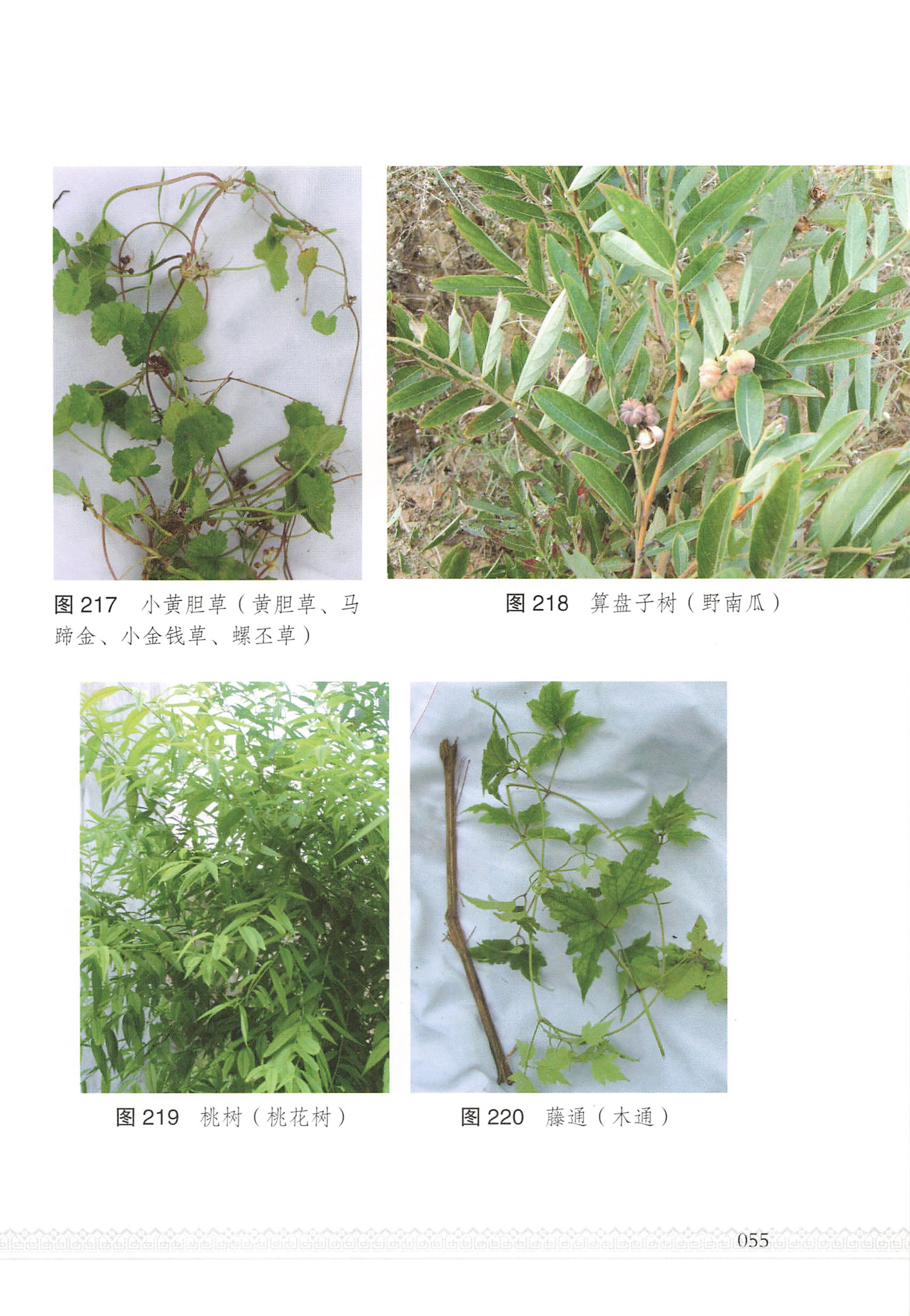 湖南瑶族医药_60.jpg
