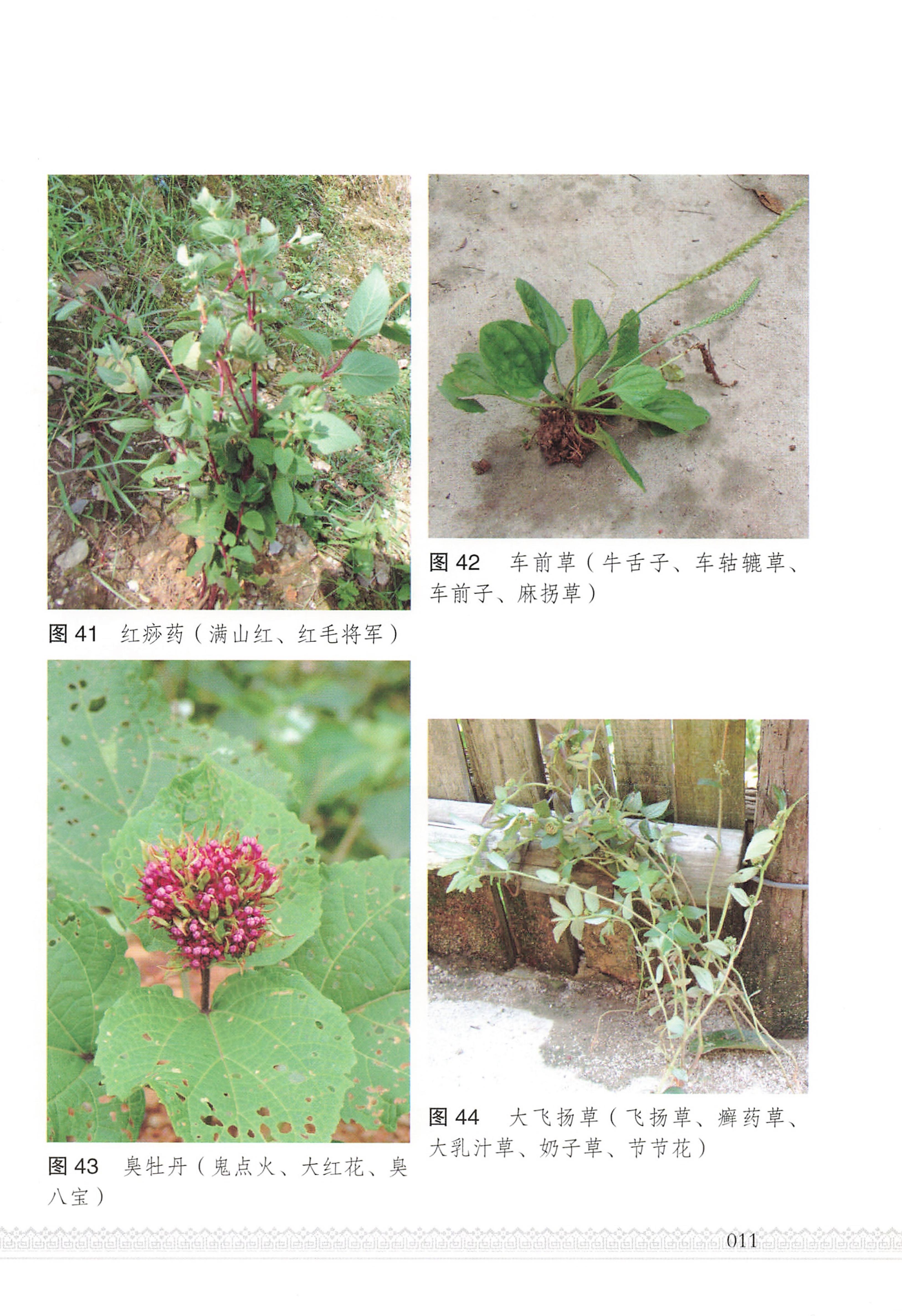 湖南瑶族医药_16.jpg